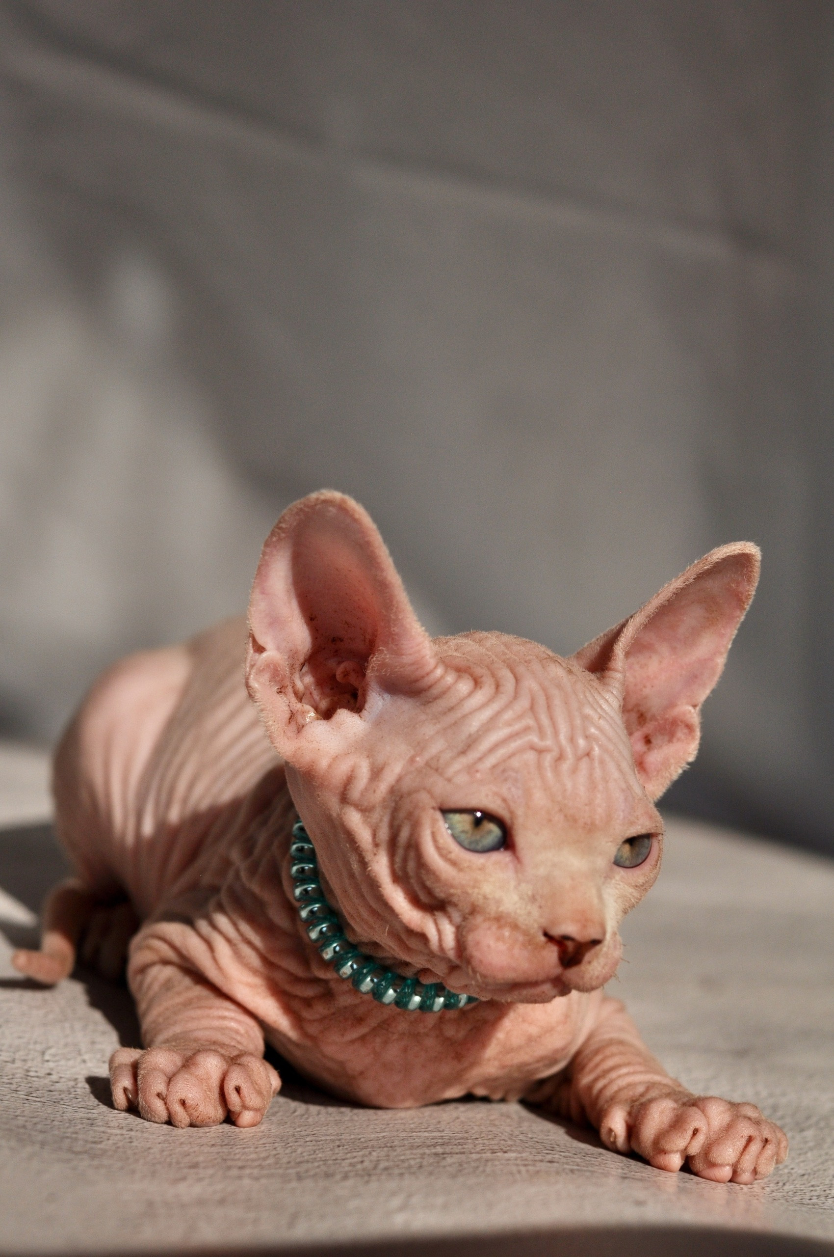 Graduates and Residents of our Cattery. A cattery of Canadian Sphynx breed, located in Limassol, Cyprus