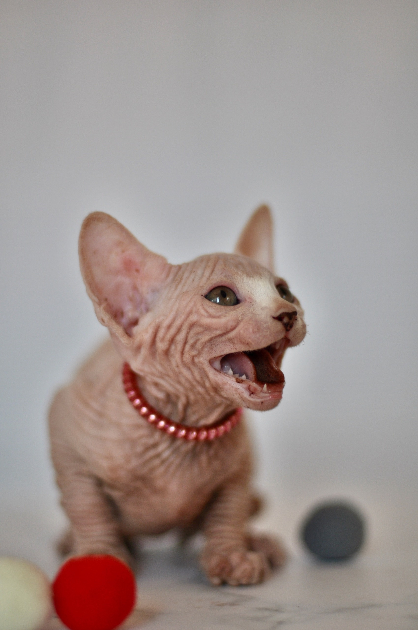 Graduates and Residents of our Cattery. A cattery of Canadian Sphynx breed, located in Limassol, Cyprus