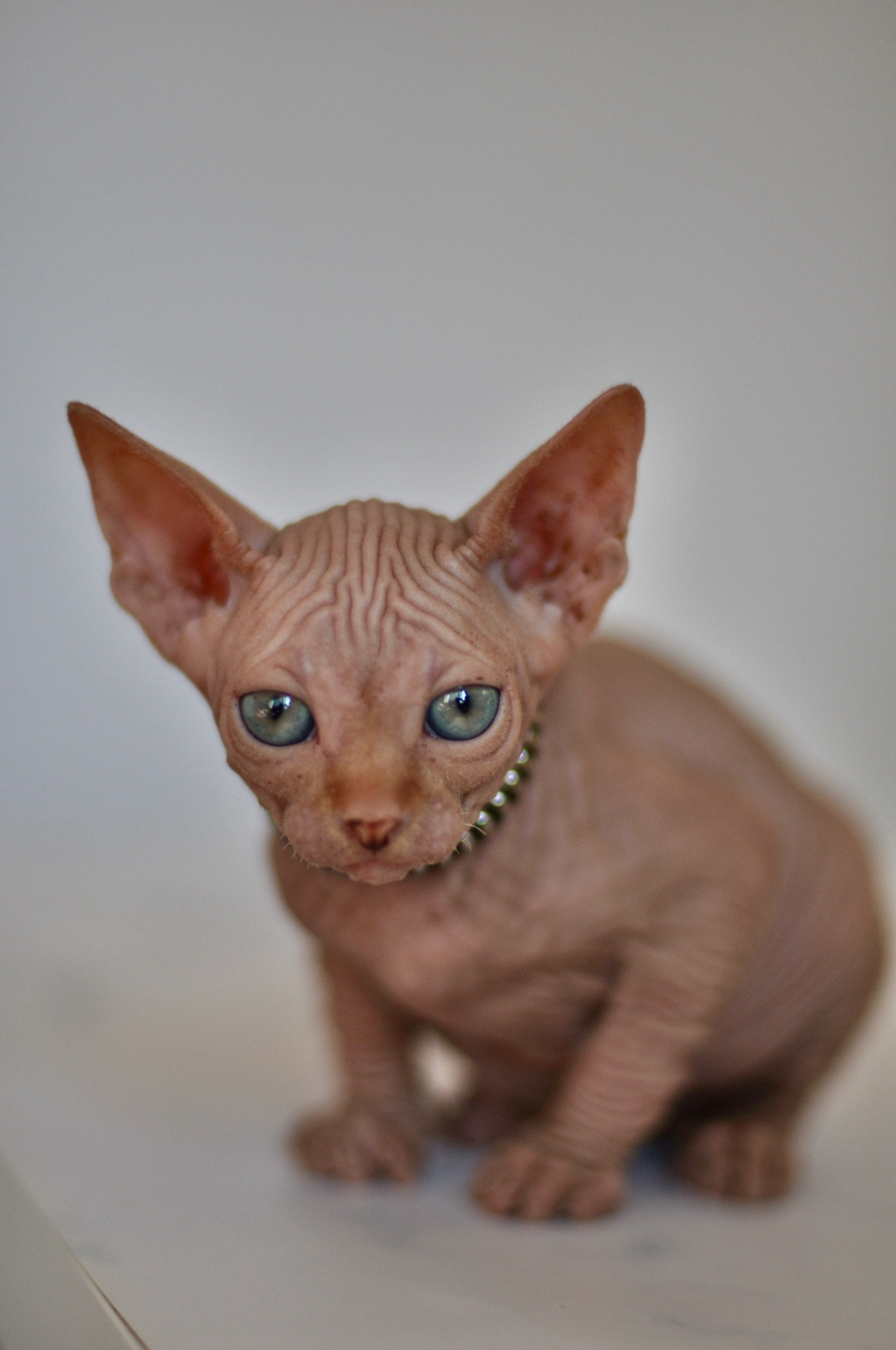 Graduates and Residents of our Cattery. A cattery of Canadian Sphynx breed, located in Limassol, Cyprus