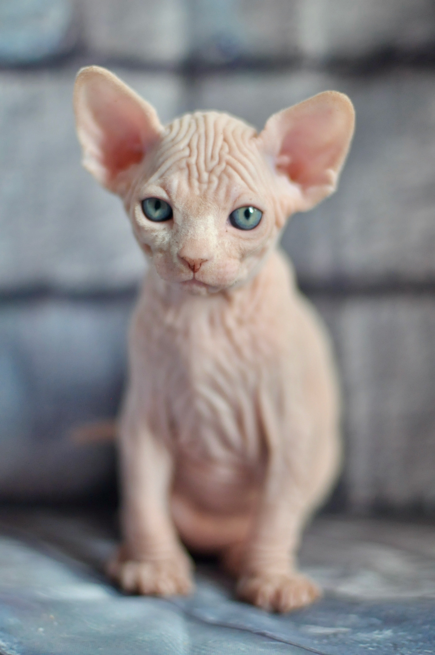 Sphynx kittens UK, Sphynx kittens United Kingdom, Sphynx kittens GB, Sphynx kittens Great Britain, Sphynx kittens London, Sphynx UK, Sphynx United Kingdom, Sphynx GB, Sphynx Great Britain, Sphynx London