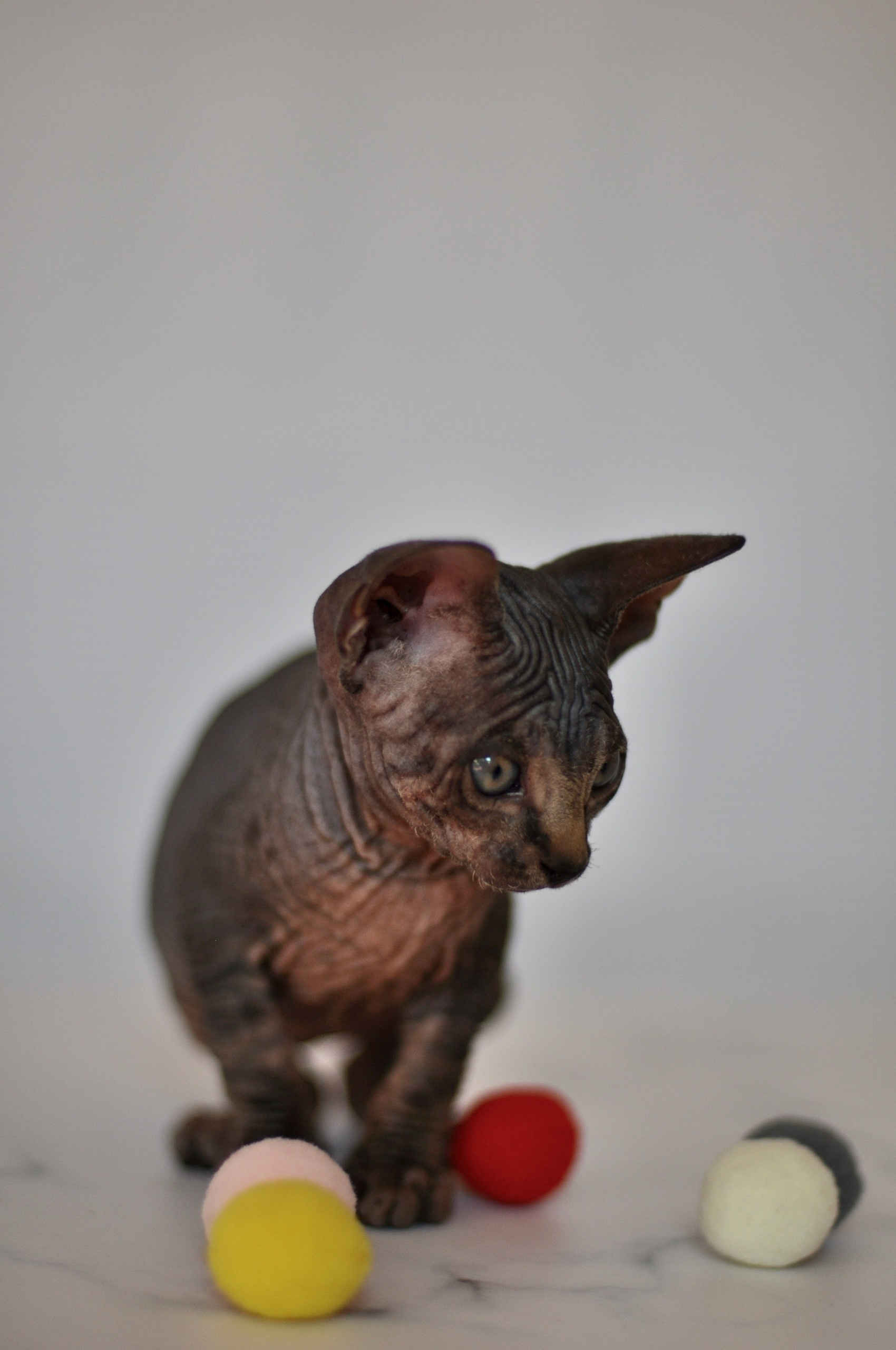 Graduates and Residents of our Cattery. A cattery of Canadian Sphynx breed, located in Limassol, Cyprus