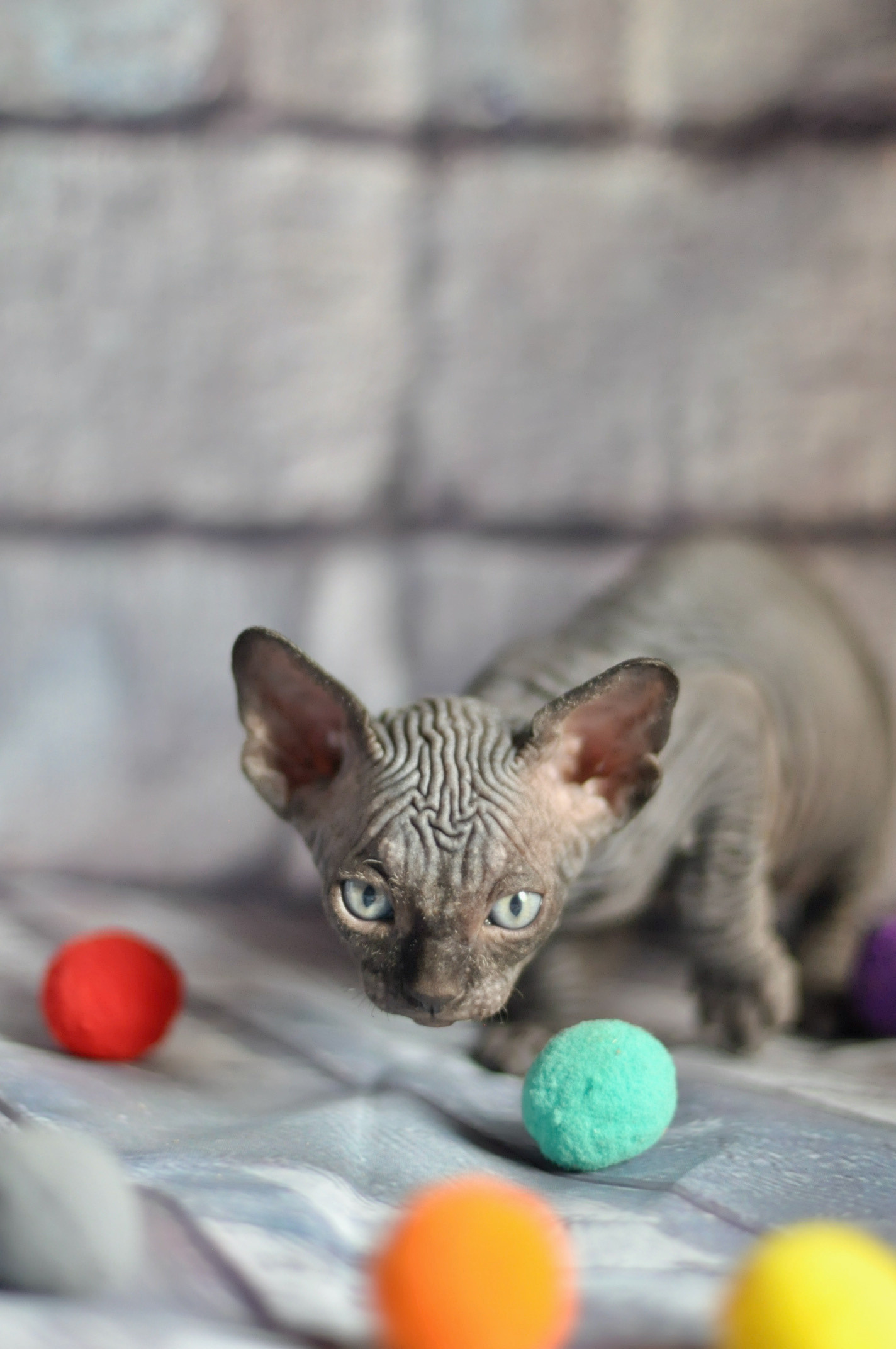 Graduates and Residents of our Cattery. A cattery of Canadian Sphynx breed, located in Limassol, Cyprus