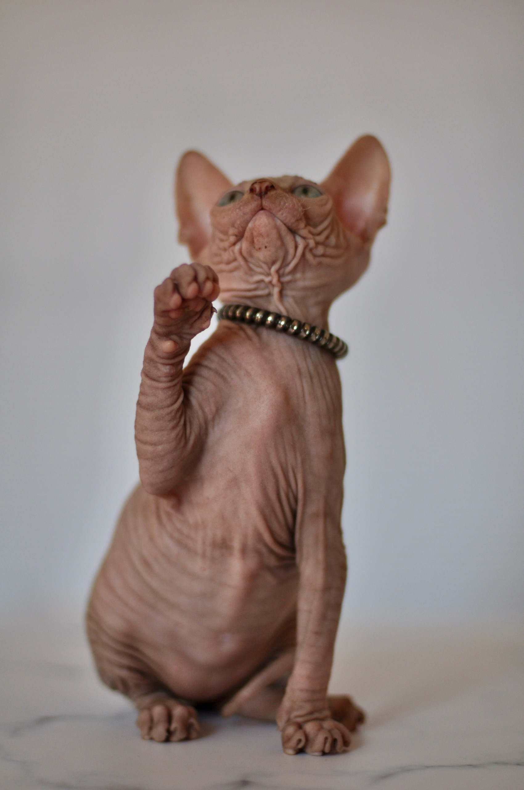 Graduates and Residents of our Cattery. A cattery of Canadian Sphynx breed, located in Limassol, Cyprus