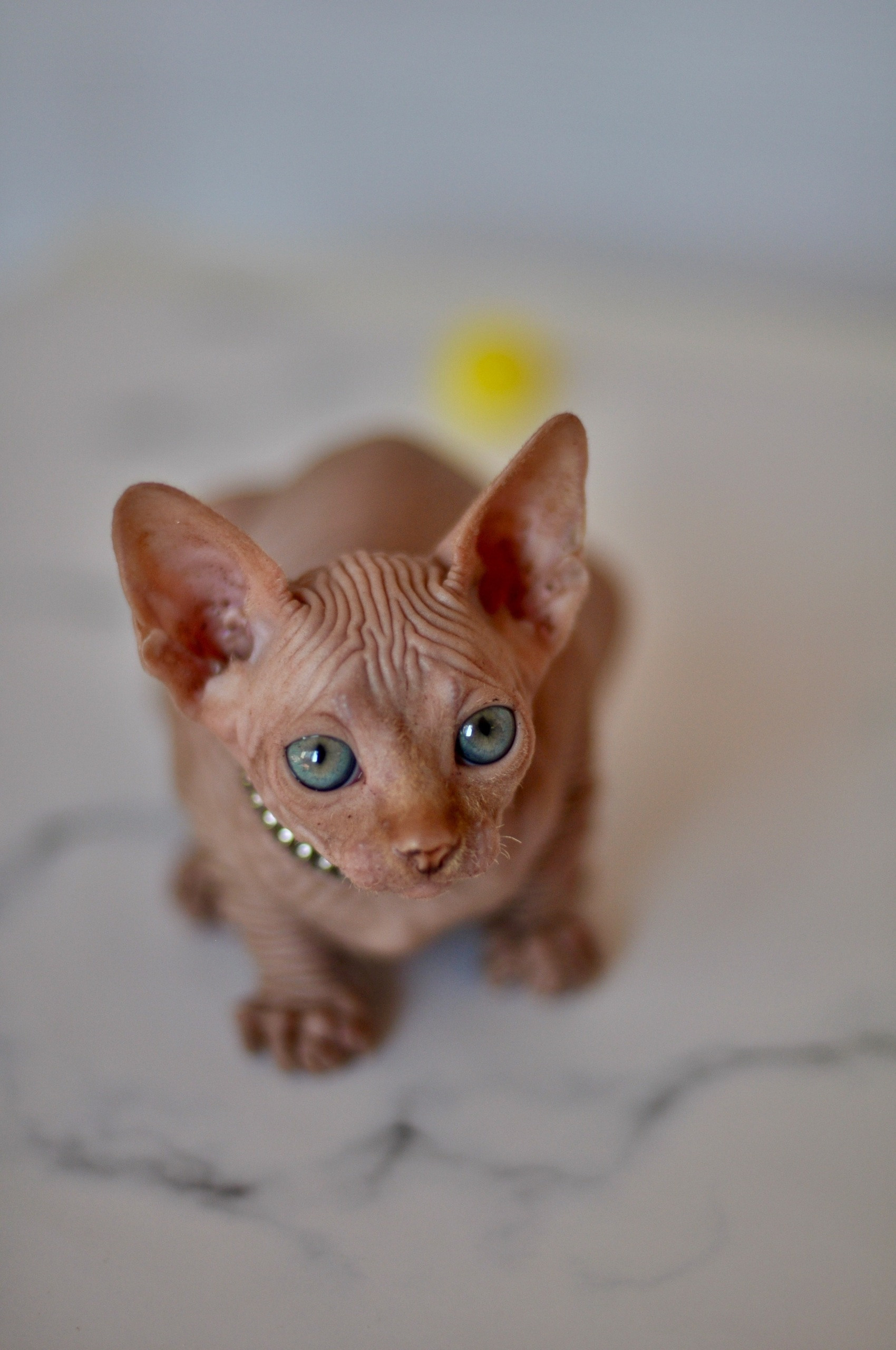 Graduates and Residents of our Cattery. A cattery of Canadian Sphynx breed, located in Limassol, Cyprus