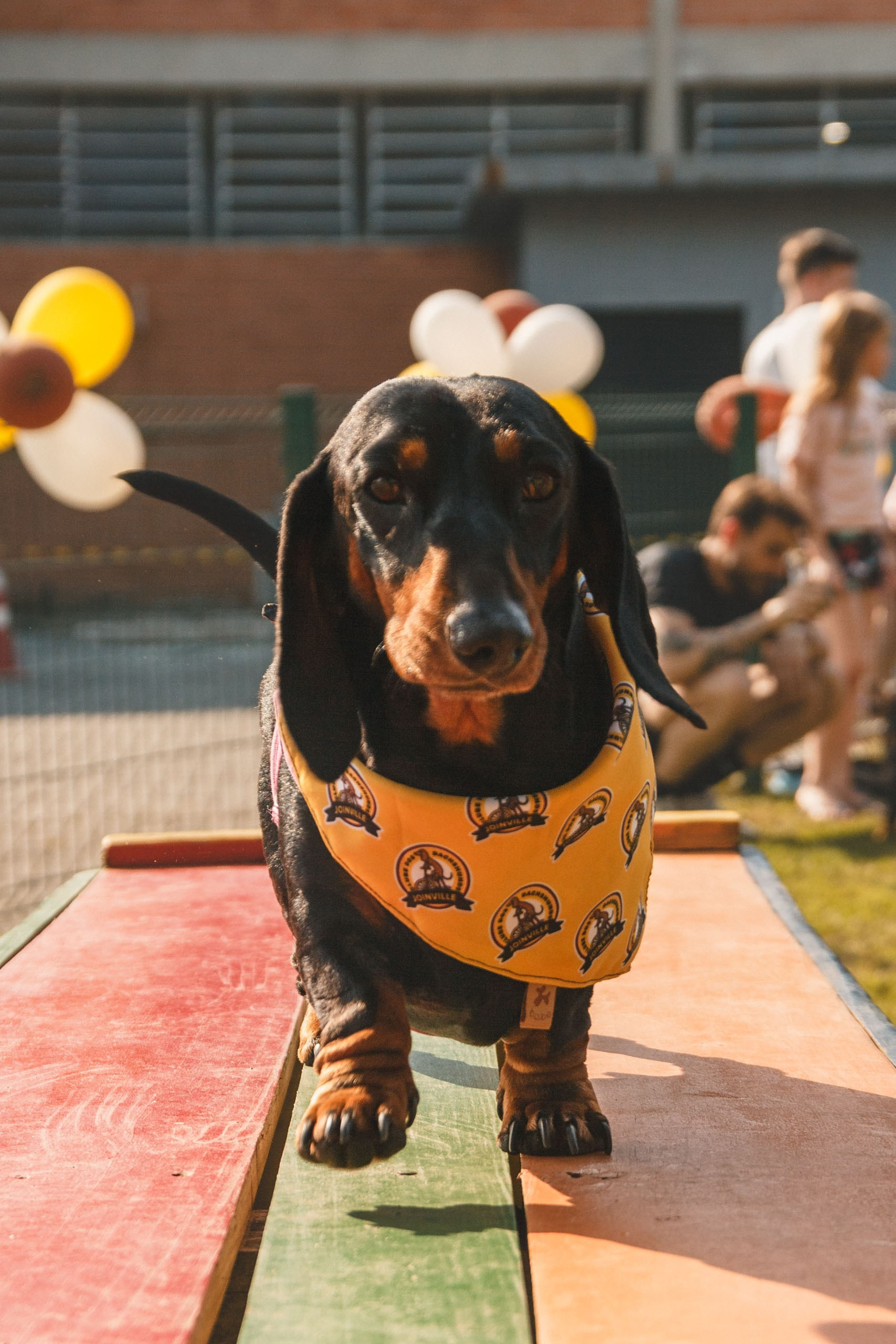 Qualidade de vida e bem-estar do Dachshund. Marcus Monteiro Fotografia