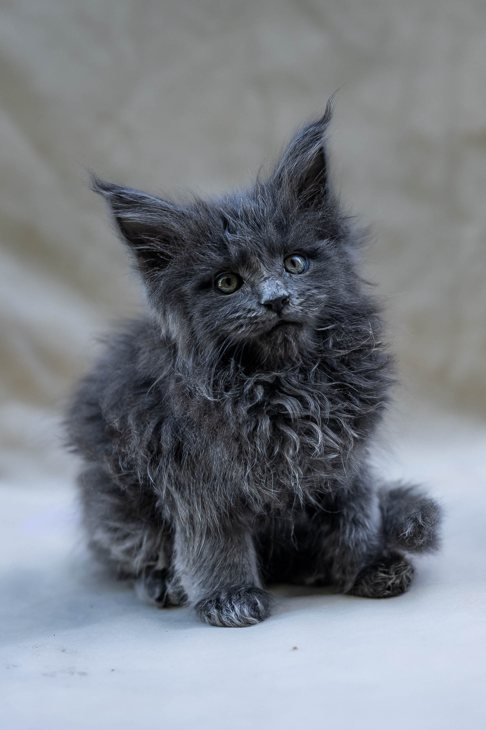 Senator Orlando. Senator Cat — Maine Coon cattery