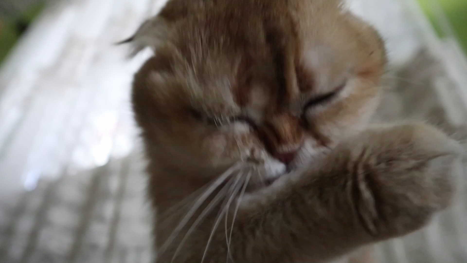 Scottish Fold and Scottish Straight. DreamCatFold — питомник шотландских кошек в Греции