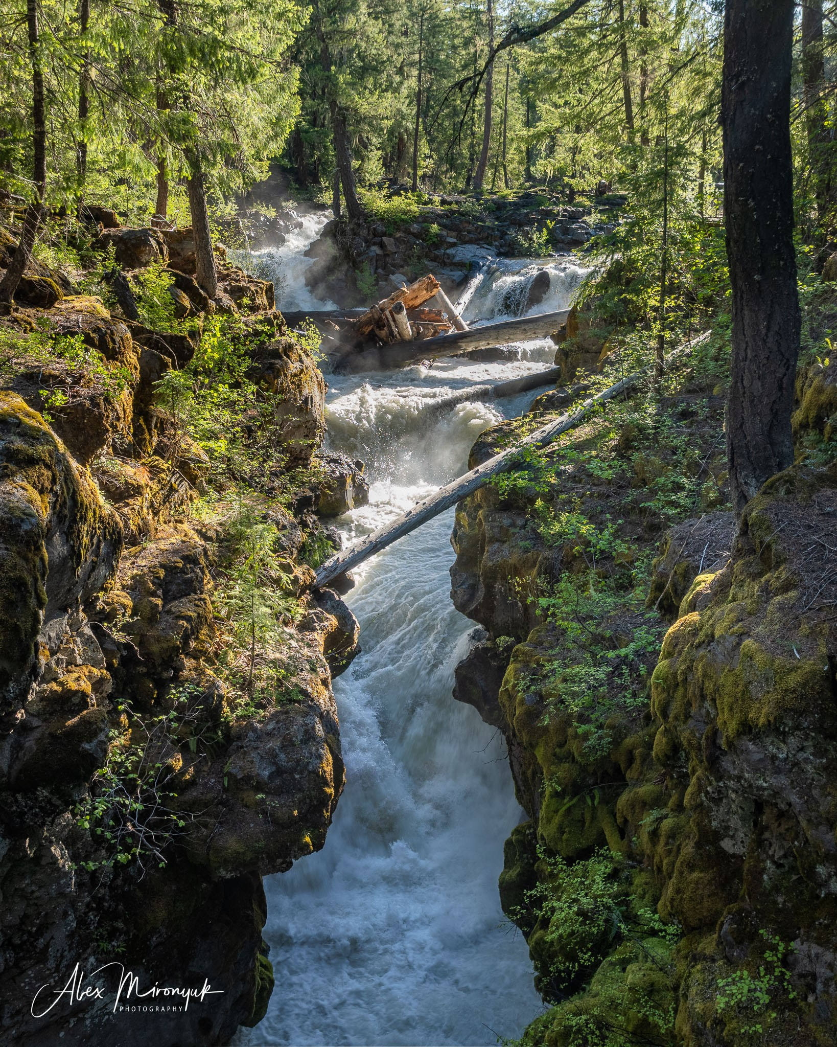 From Crater Lake to the Coast — A Photographer’s Journey. Pet, Senior, Landscape, portrait studio, photographer in Miami and Sou