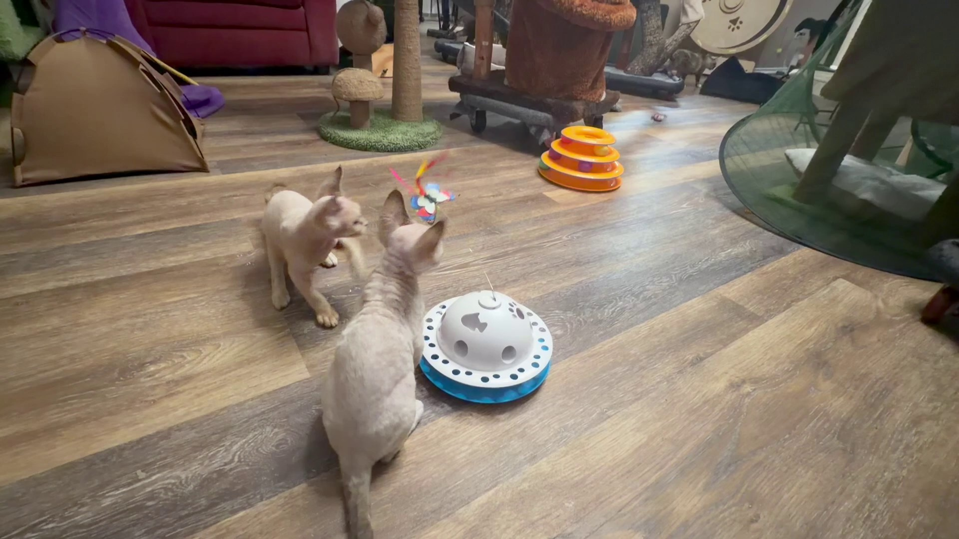 Tyson, boy, born 07.15.2026. Devon Rex Pixie Cattery