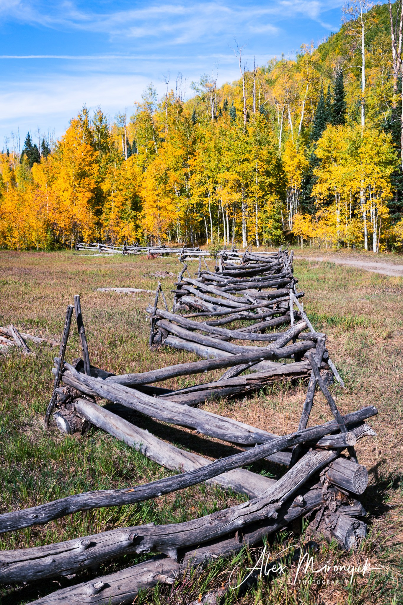 Fall Colors Of Colorado. Pet, Senior, Landscape, portrait studio, photographer in Miami and Sou