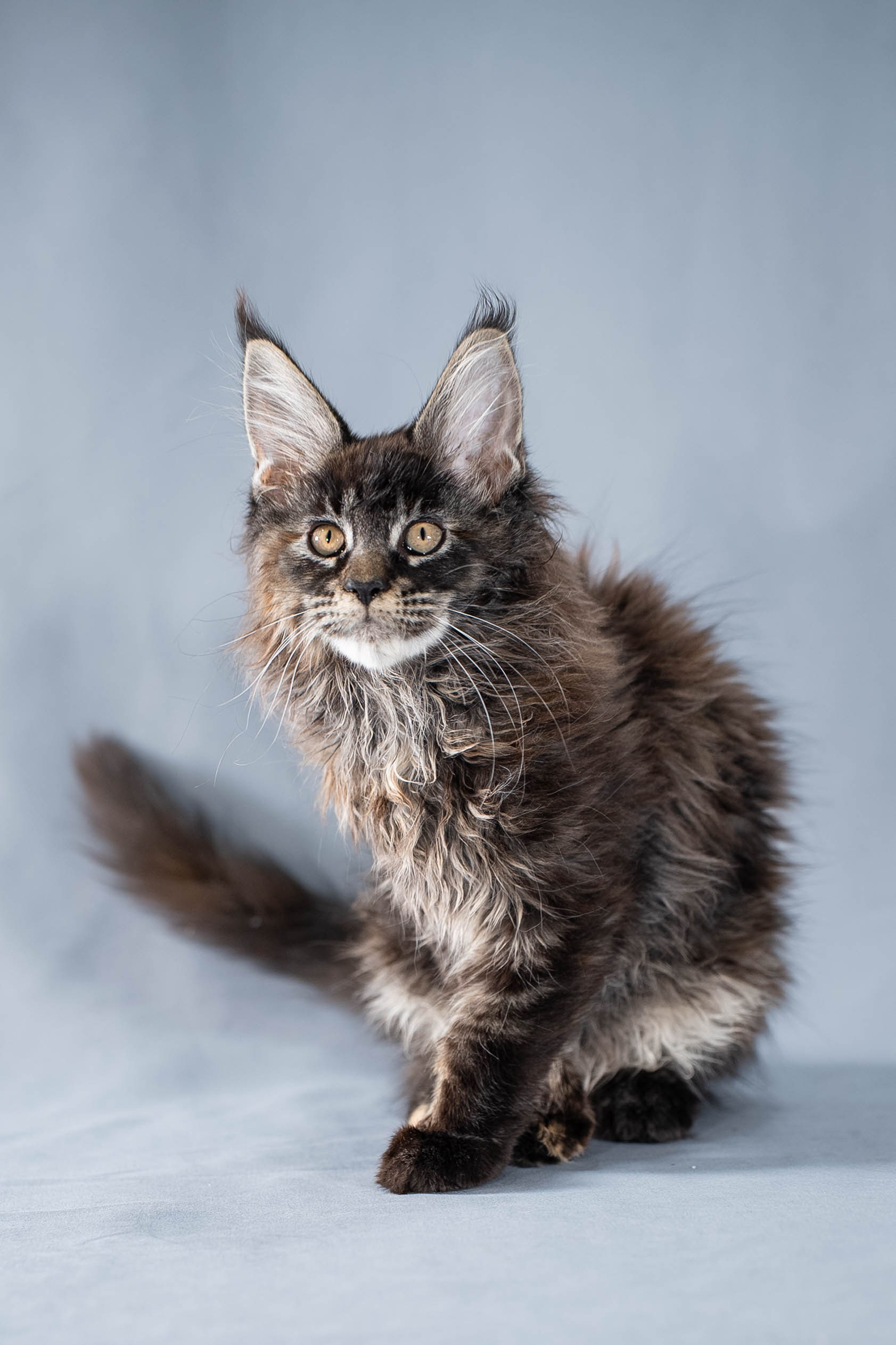 Senator Ursula. Senator Cat — Maine Coon cattery