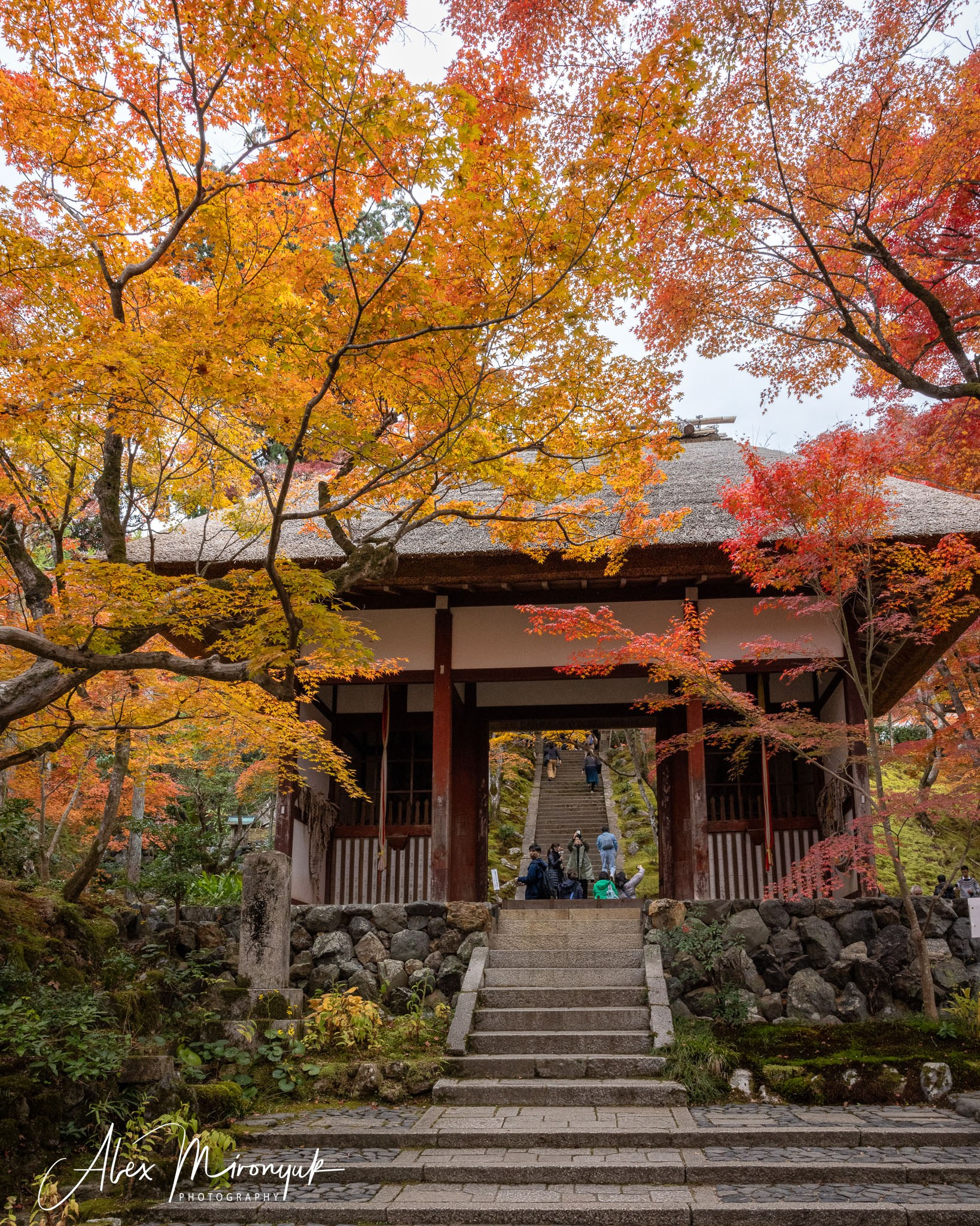 Autumn Colors of Japan. Pet, Senior, Landscape, portrait studio, photographer in Miami and Sou