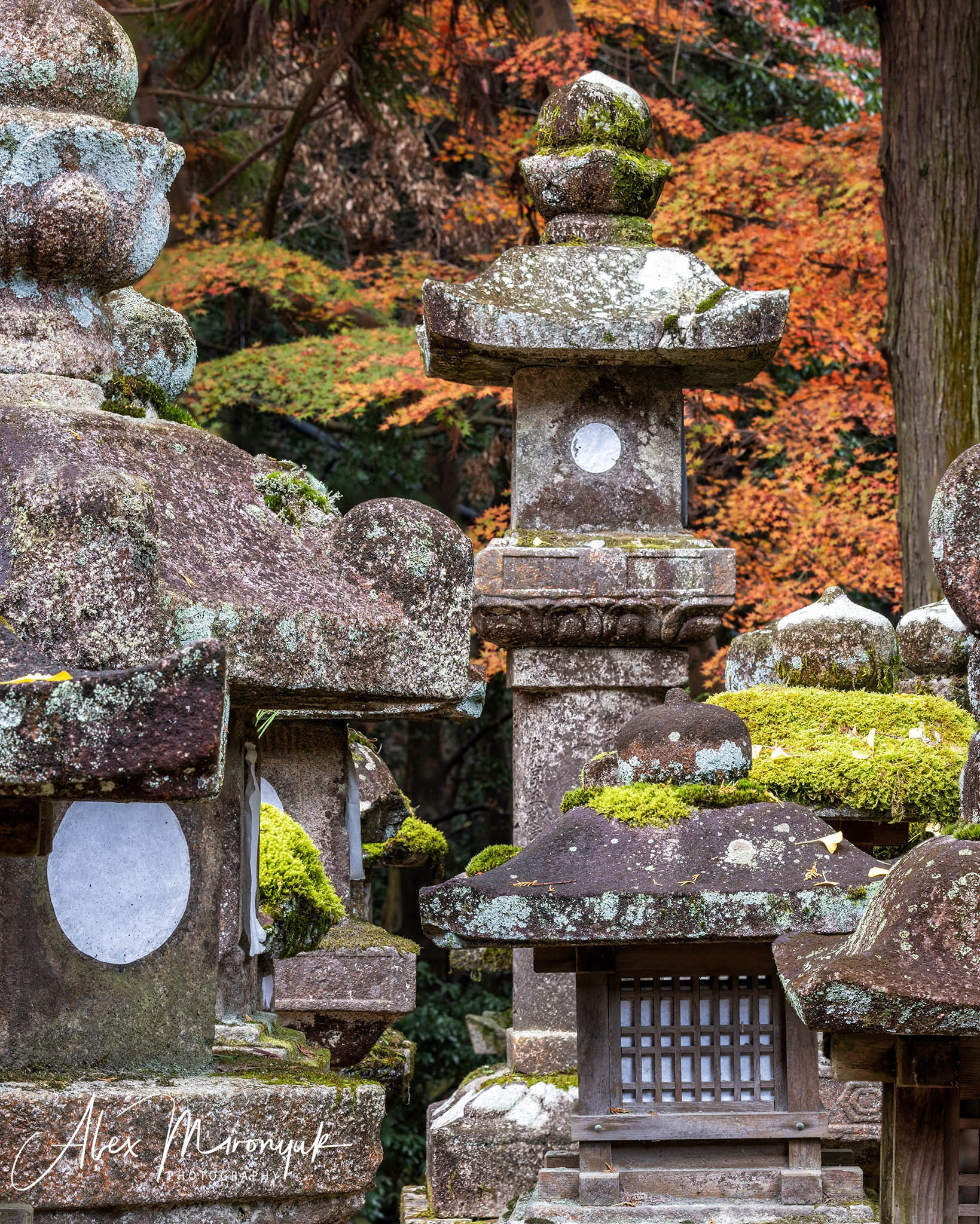 Autumn Colors of Japan. Pet, Senior, Landscape, portrait studio, photographer in Miami and Sou
