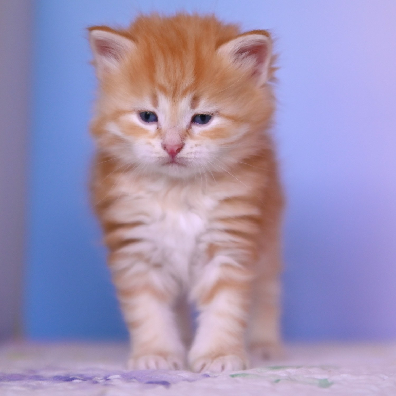 Red golden classic tabby Siberian kitten proudly posing for the camera in Dallas Texas