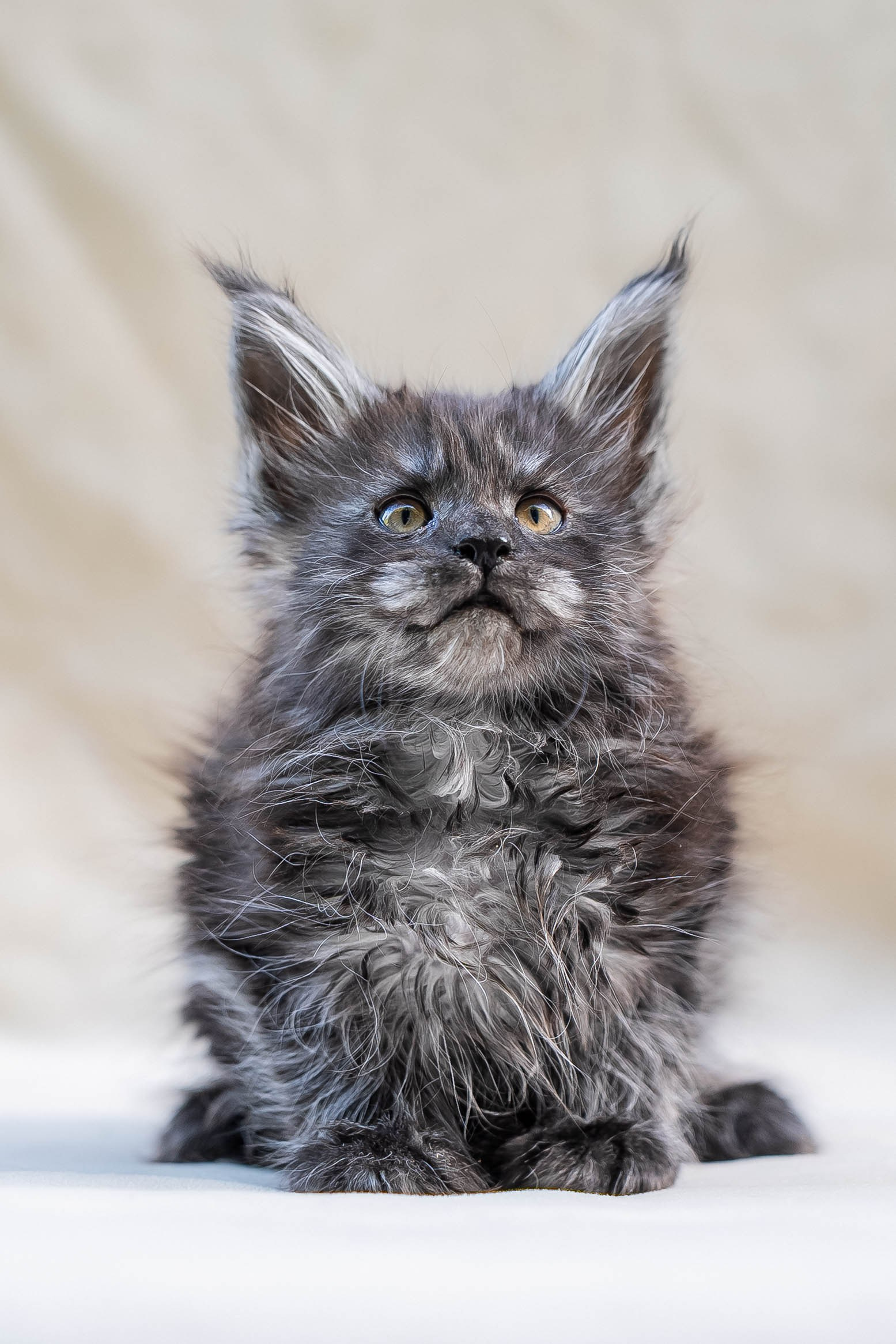 Senator Oreon. Senator Cat — Maine Coon cattery