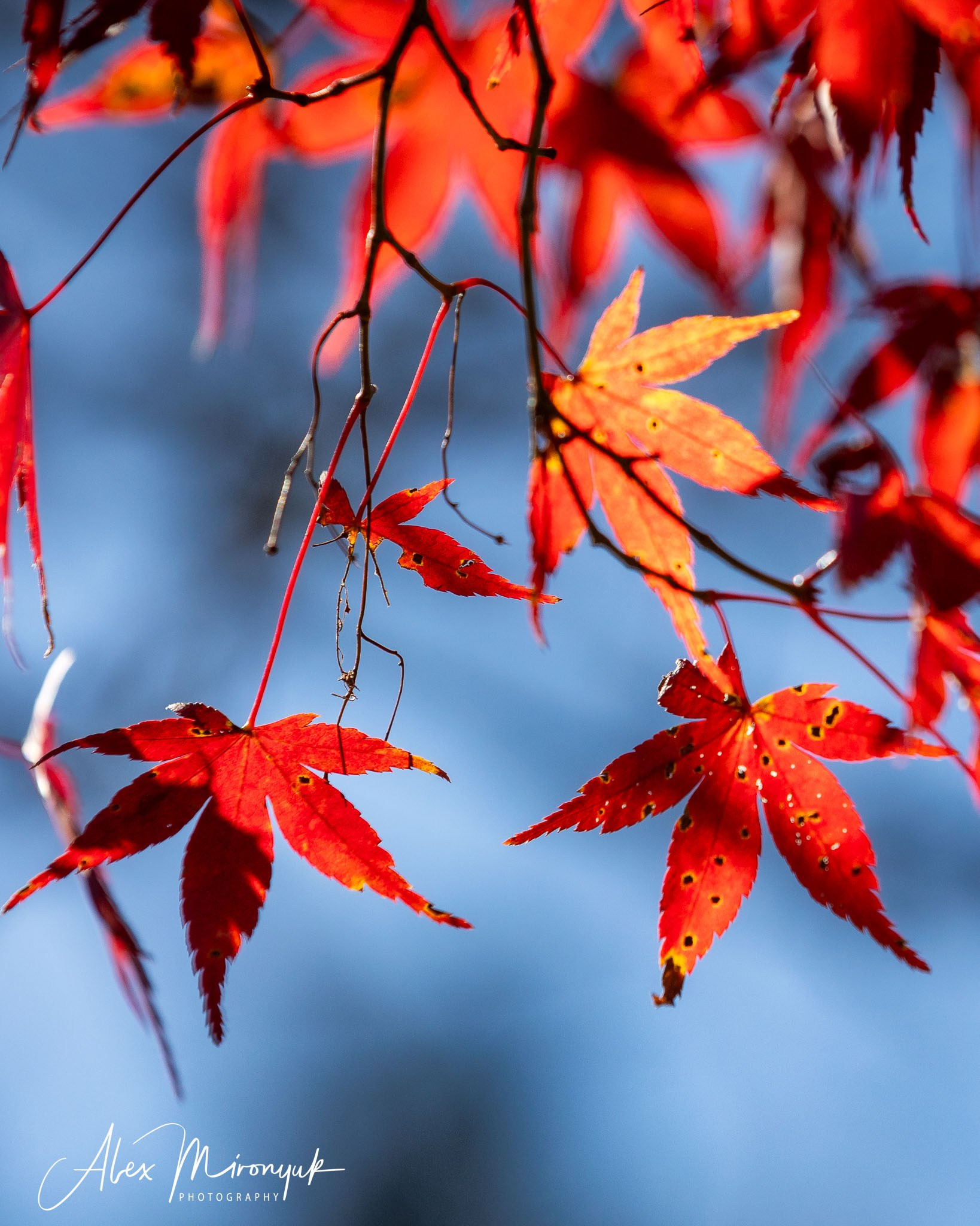 Autumn Colors of Japan. Pet, Senior, Landscape, portrait studio, photographer in Miami and Sou