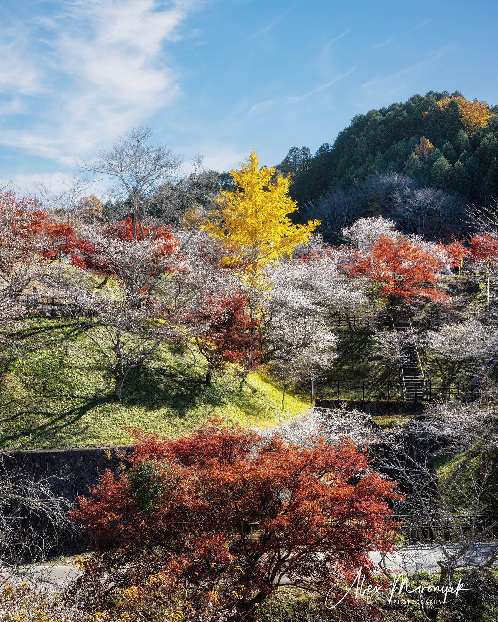 Autumn Colors of Japan. Pet, Senior, Landscape, portrait studio, photographer in Miami and Sou