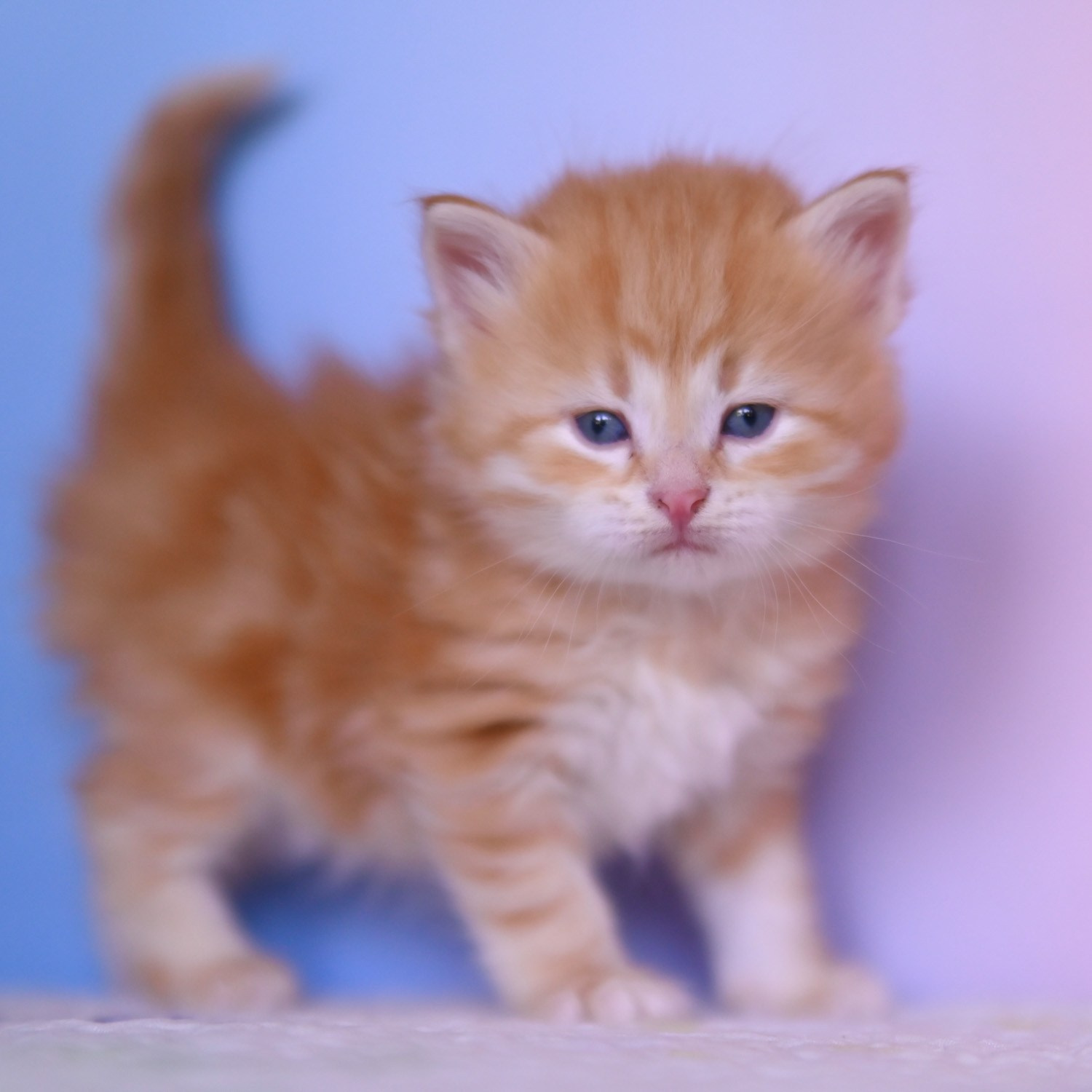 red tabby kitten posing with tail up