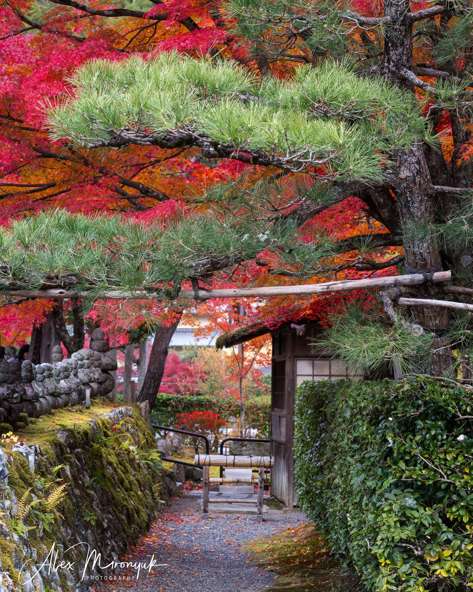 Autumn Colors of Japan. Pet, Senior, Landscape, portrait studio, photographer in Miami and Sou