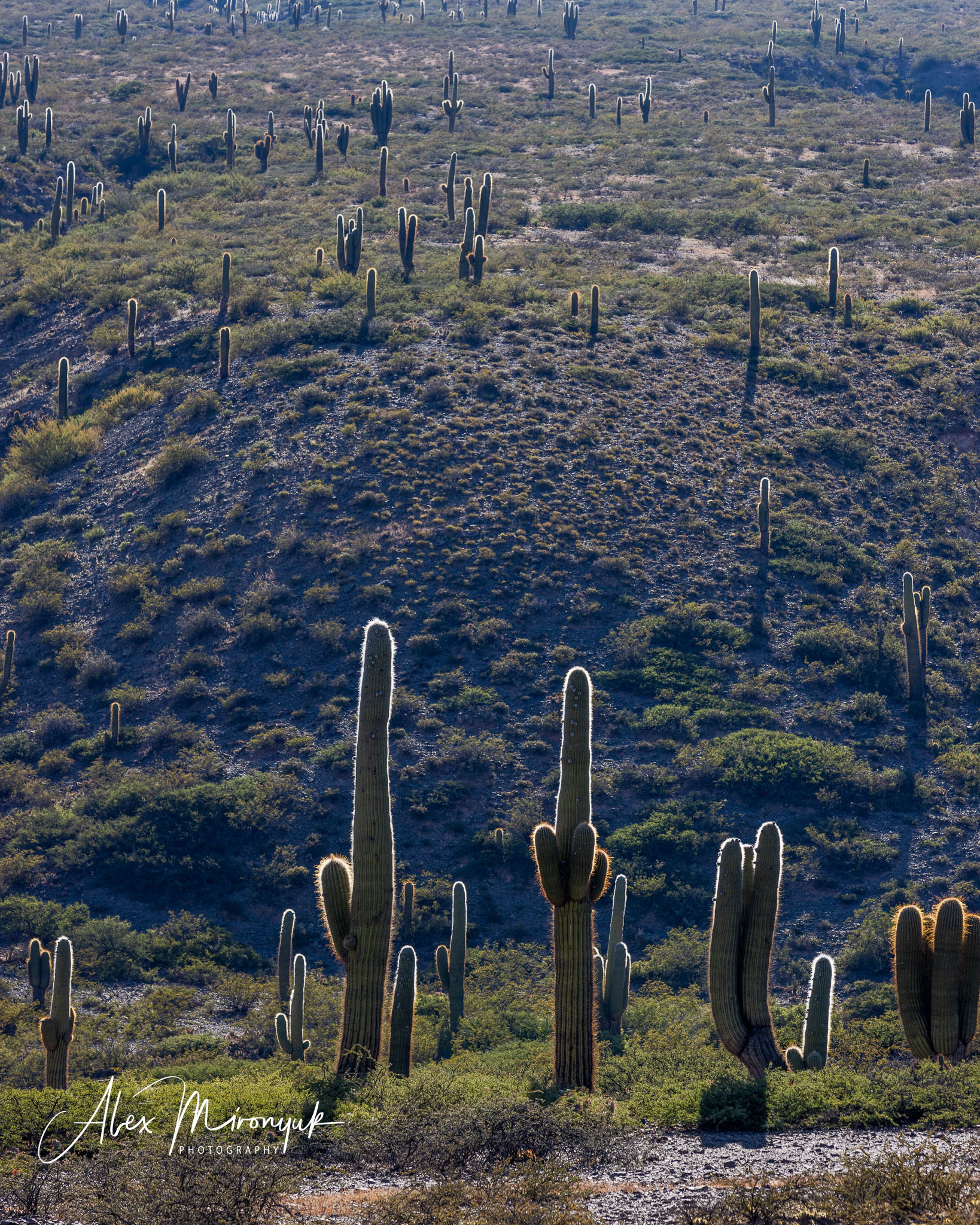 Unknown Northern Argentina. Pet, Senior, Landscape, portrait studio, photographer in Miami and Sou