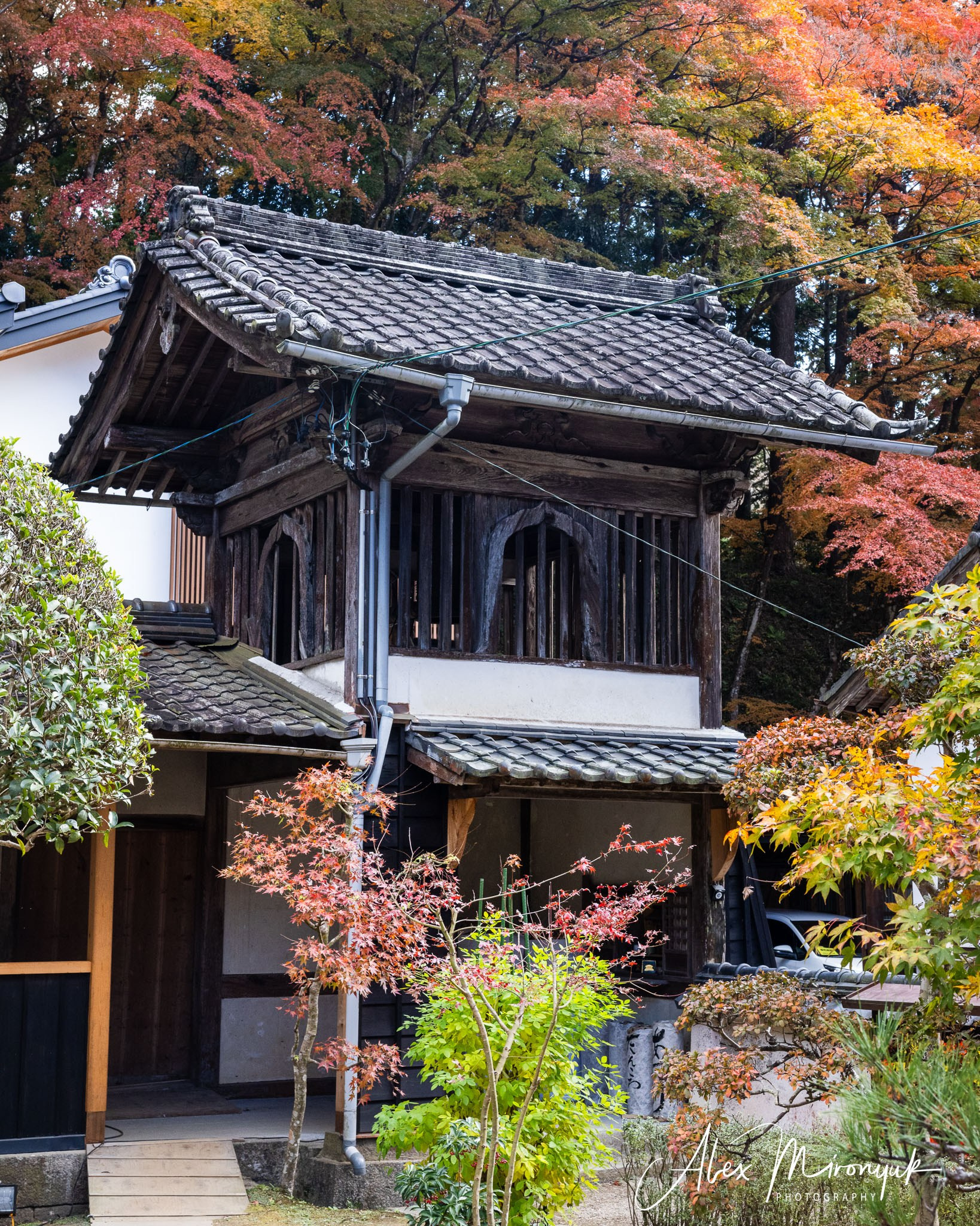 Autumn Colors of Japan. Pet, Senior, Landscape, portrait studio, photographer in Miami and Sou