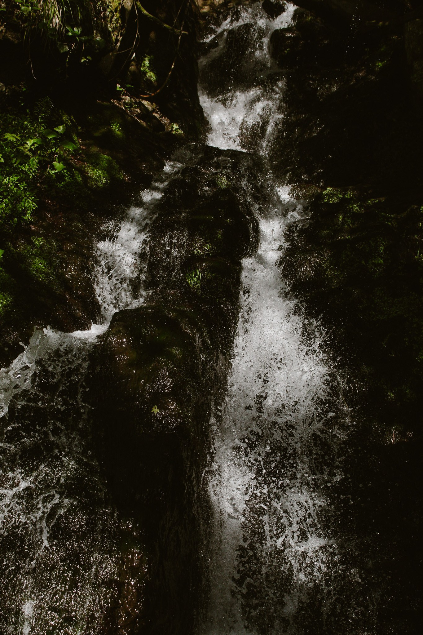 Let the City Become a Garden: Ecology Through the Lens. Stanislava Novgorodtseva — Photographer | Visual Artist | Educator