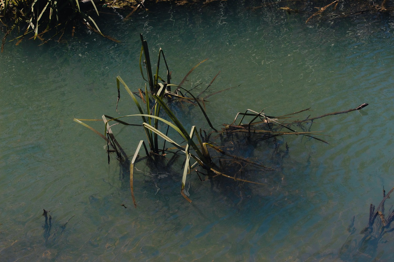 Let the City Become a Garden: Ecology Through the Lens. Stanislava Novgorodtseva — Photographer | Visual Artist | Educator
