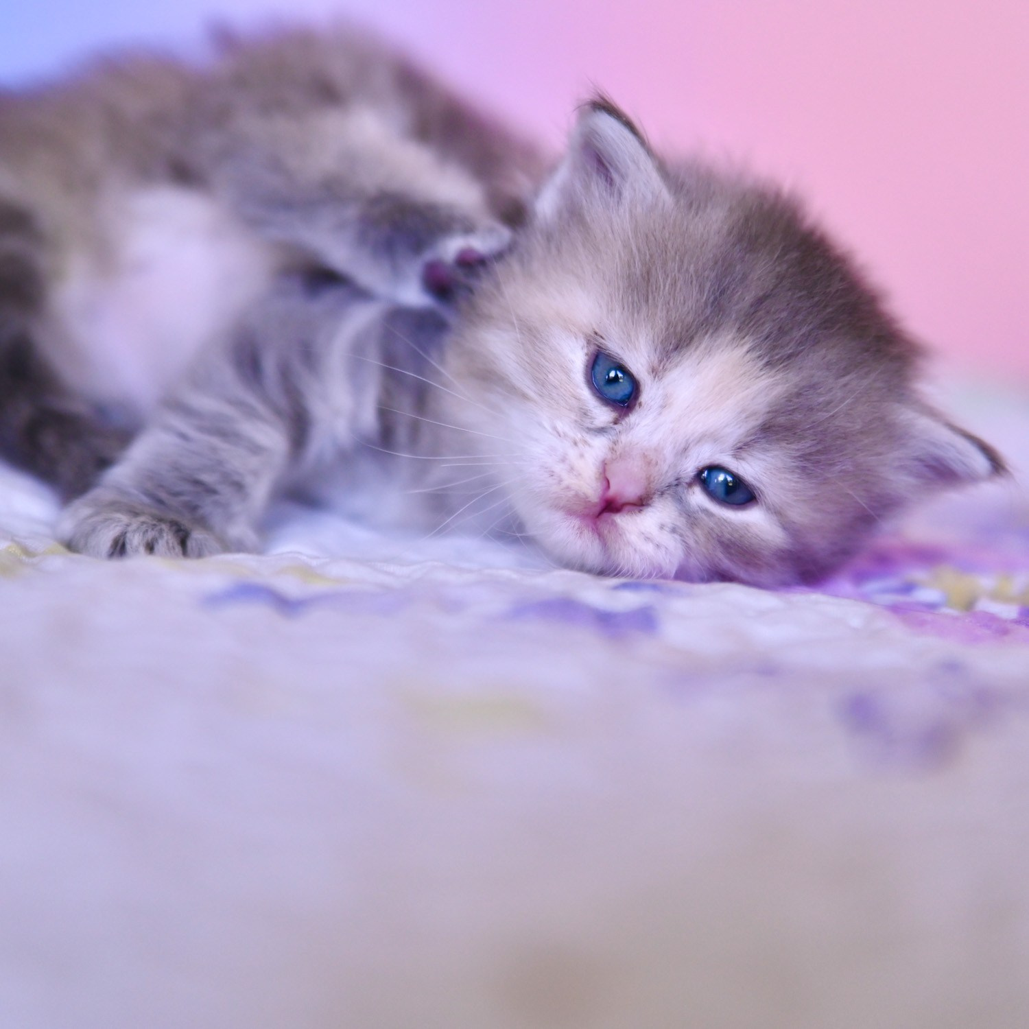 Beautiful blue-cream torbie kitten