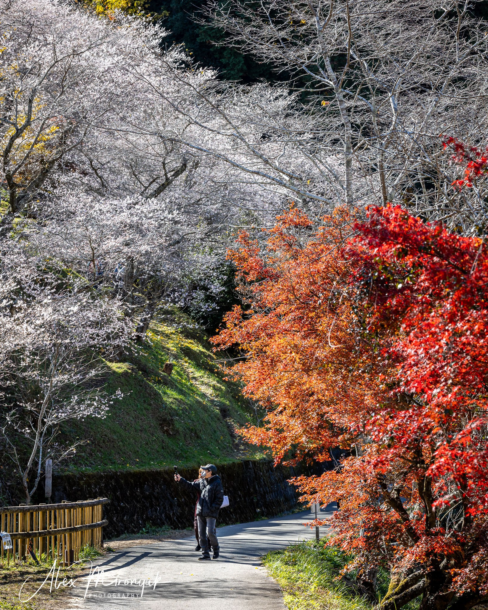 Autumn Colors of Japan. Pet, Senior, Landscape, portrait studio, photographer in Miami and Sou