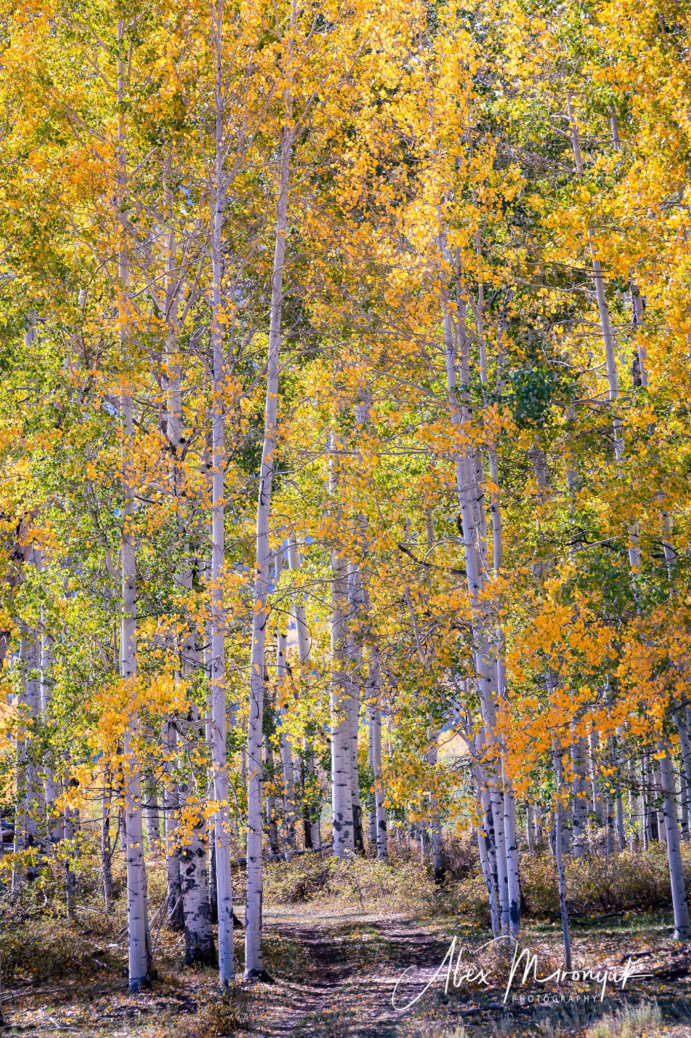 Fall Colors Of Colorado. Pet, Senior, Landscape, portrait studio, photographer in Miami and Sou