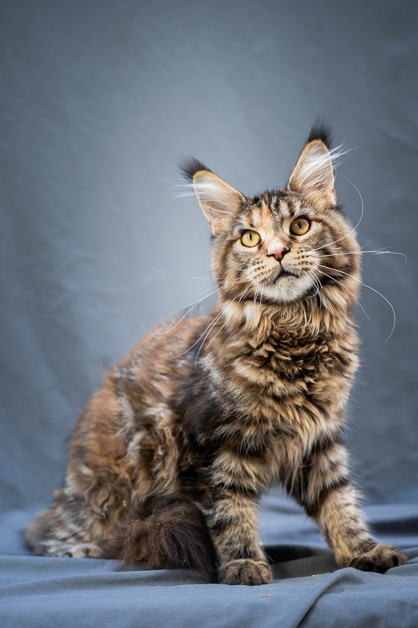 Senator Rosie. Senator Cat — Maine Coon cattery