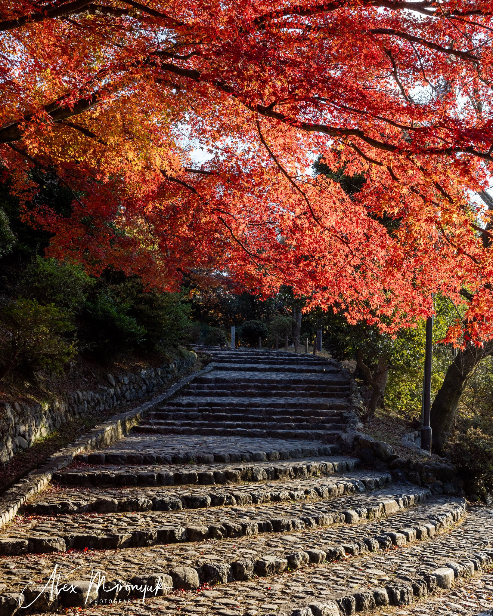 Autumn Colors of Japan. Pet, Senior, Landscape, portrait studio, photographer in Miami and Sou