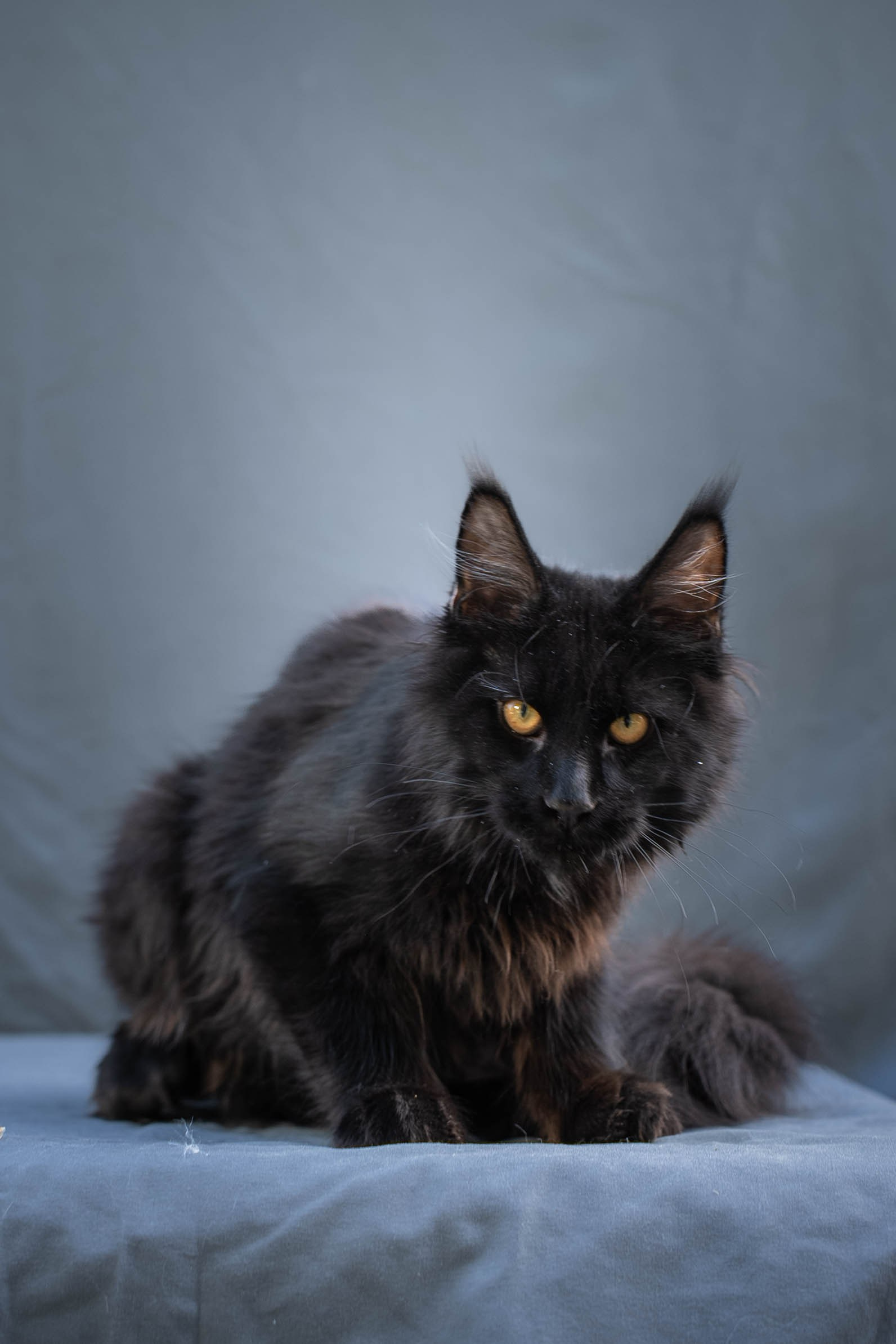 Senator Trevor. Senator Cat — Maine Coon cattery