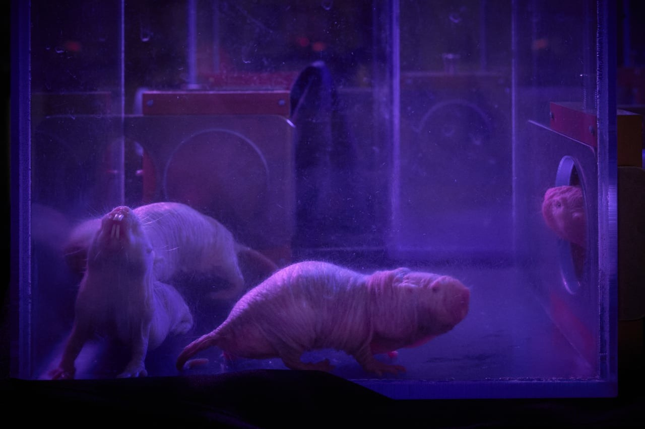 Longevity. GLISH ART — Timofey Glinin & Anastasia Shubina