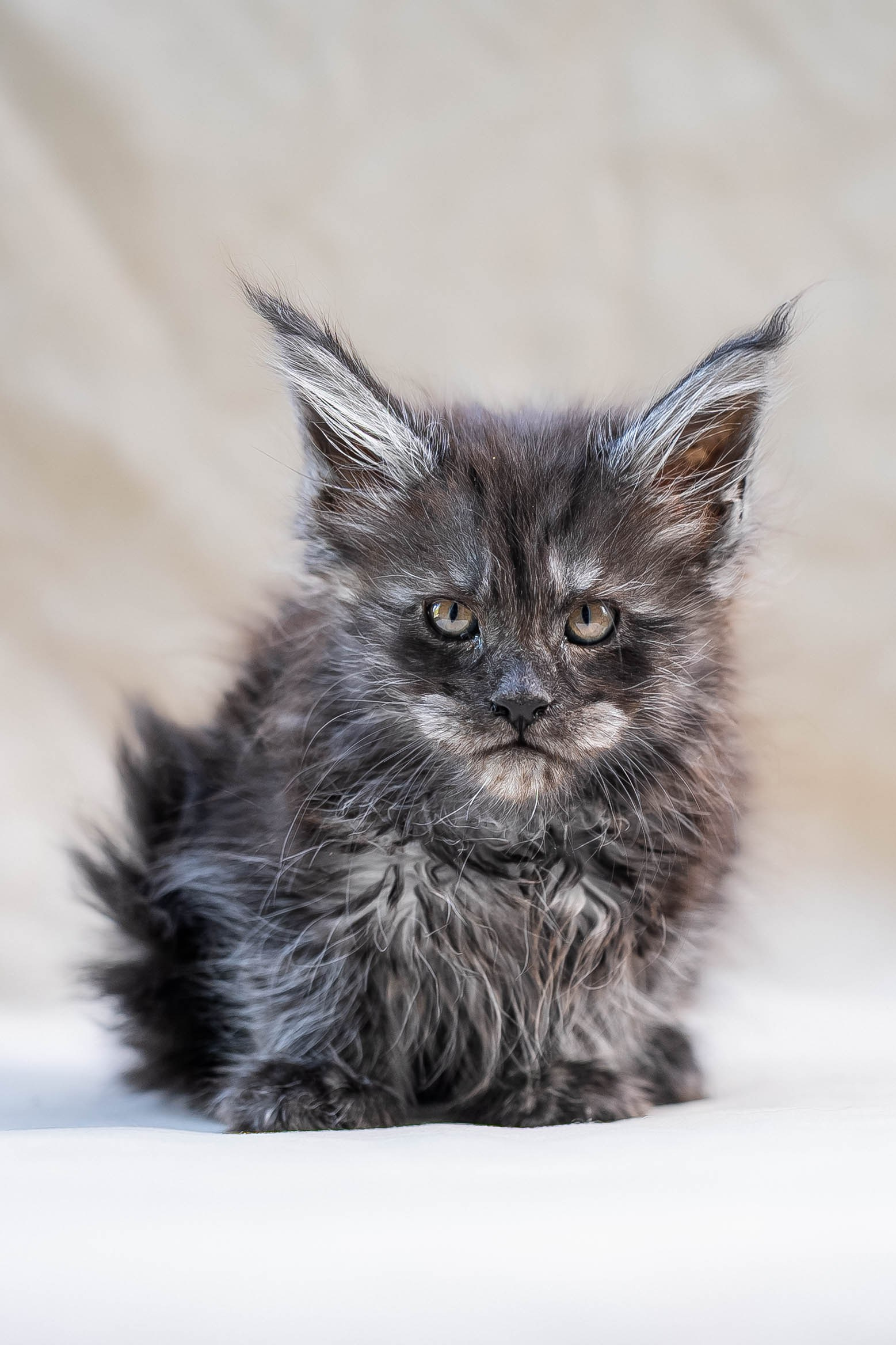 Senator Oreon. Senator Cat — Maine Coon cattery