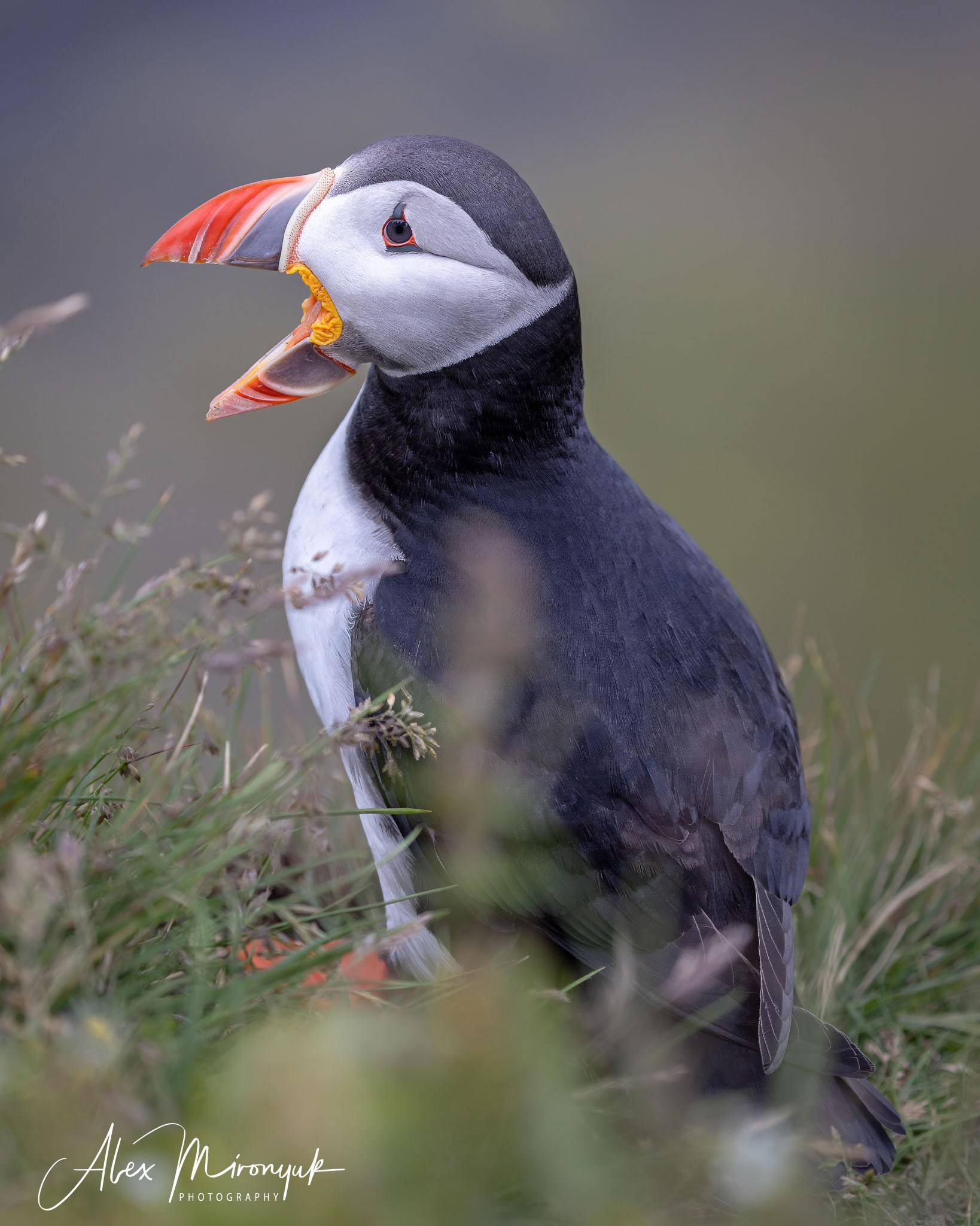 Unforgettable Iceland. Pet, Senior, Landscape, portrait studio, photographer in Miami and Sou