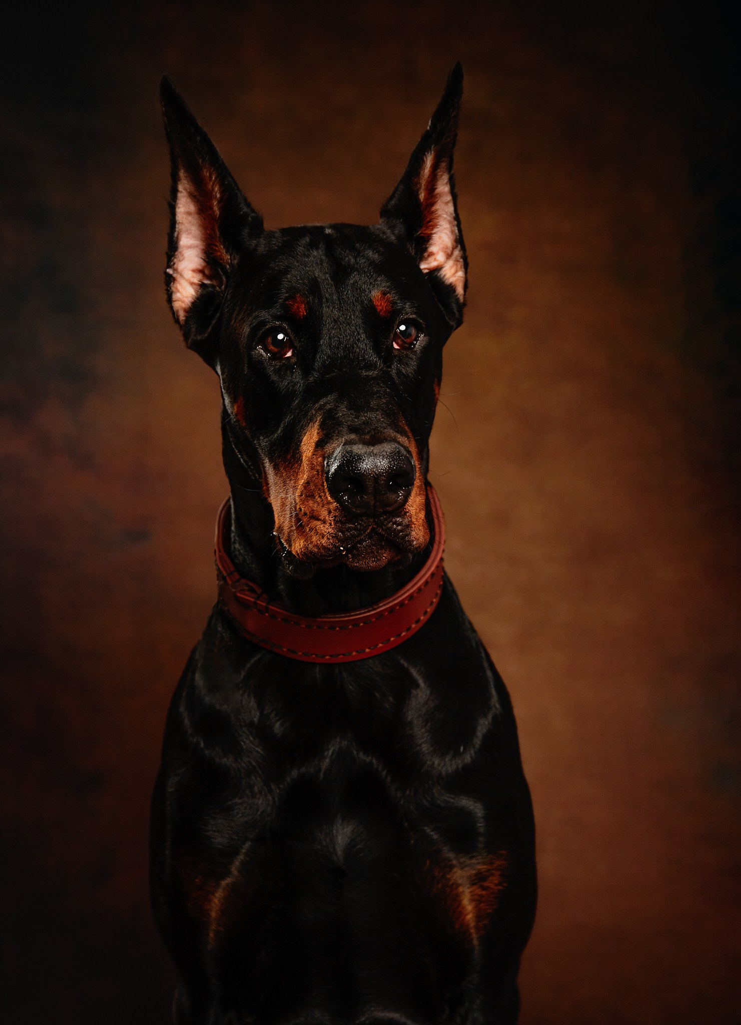 PETS. Fotograf de portret si boudoir in cluj napoca