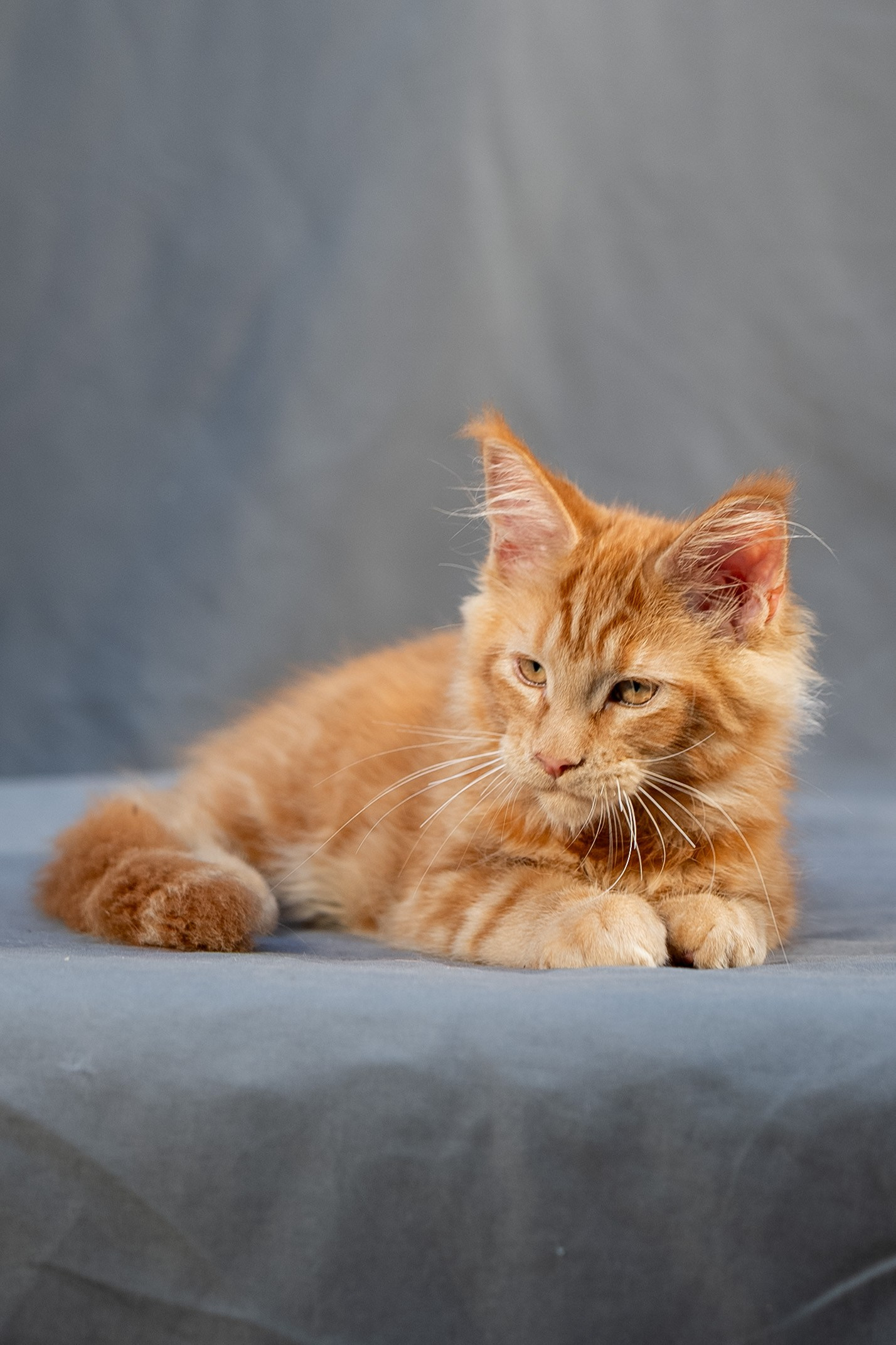 Senator Ezra. Senator Cat — Maine Coon cattery