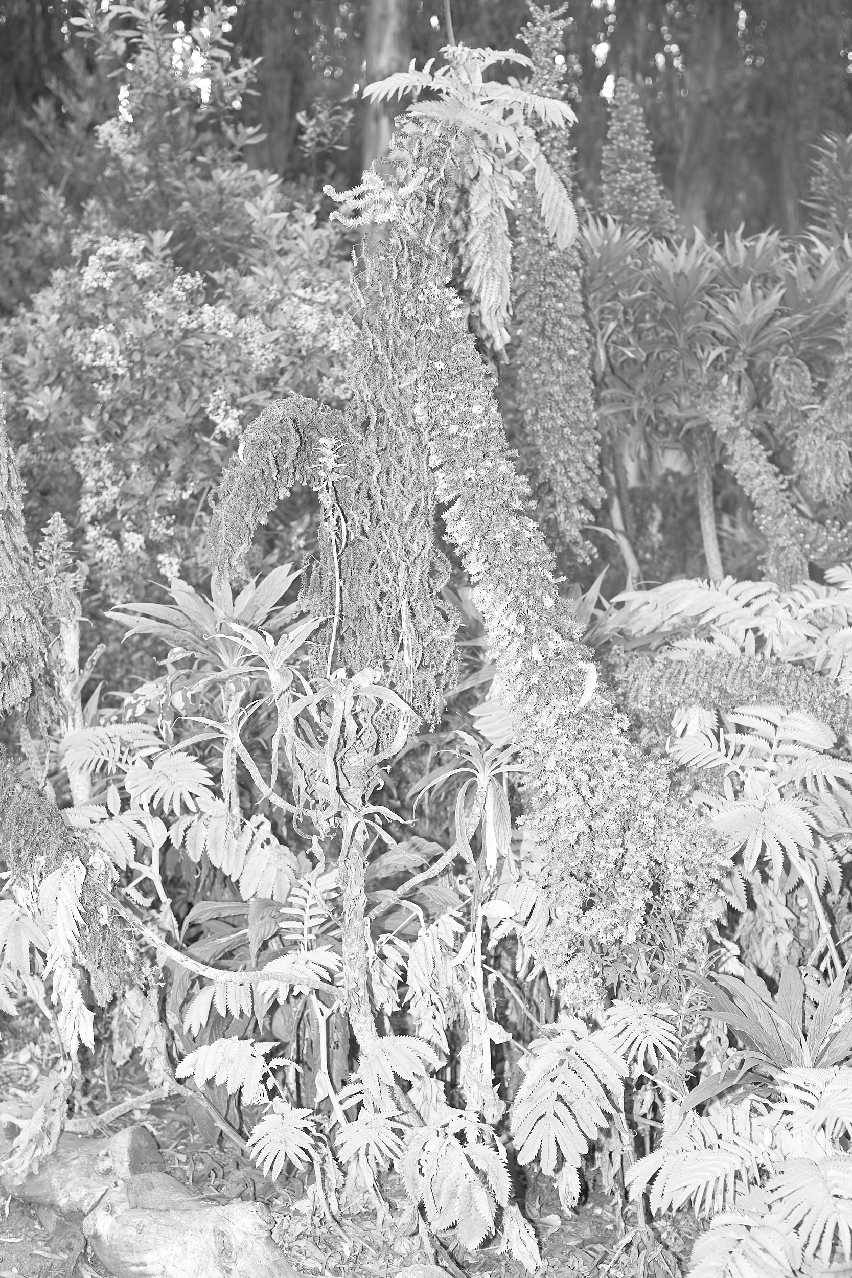 Mystery lands. GLISH ART — Timofey Glinin & Anastasia Shubina