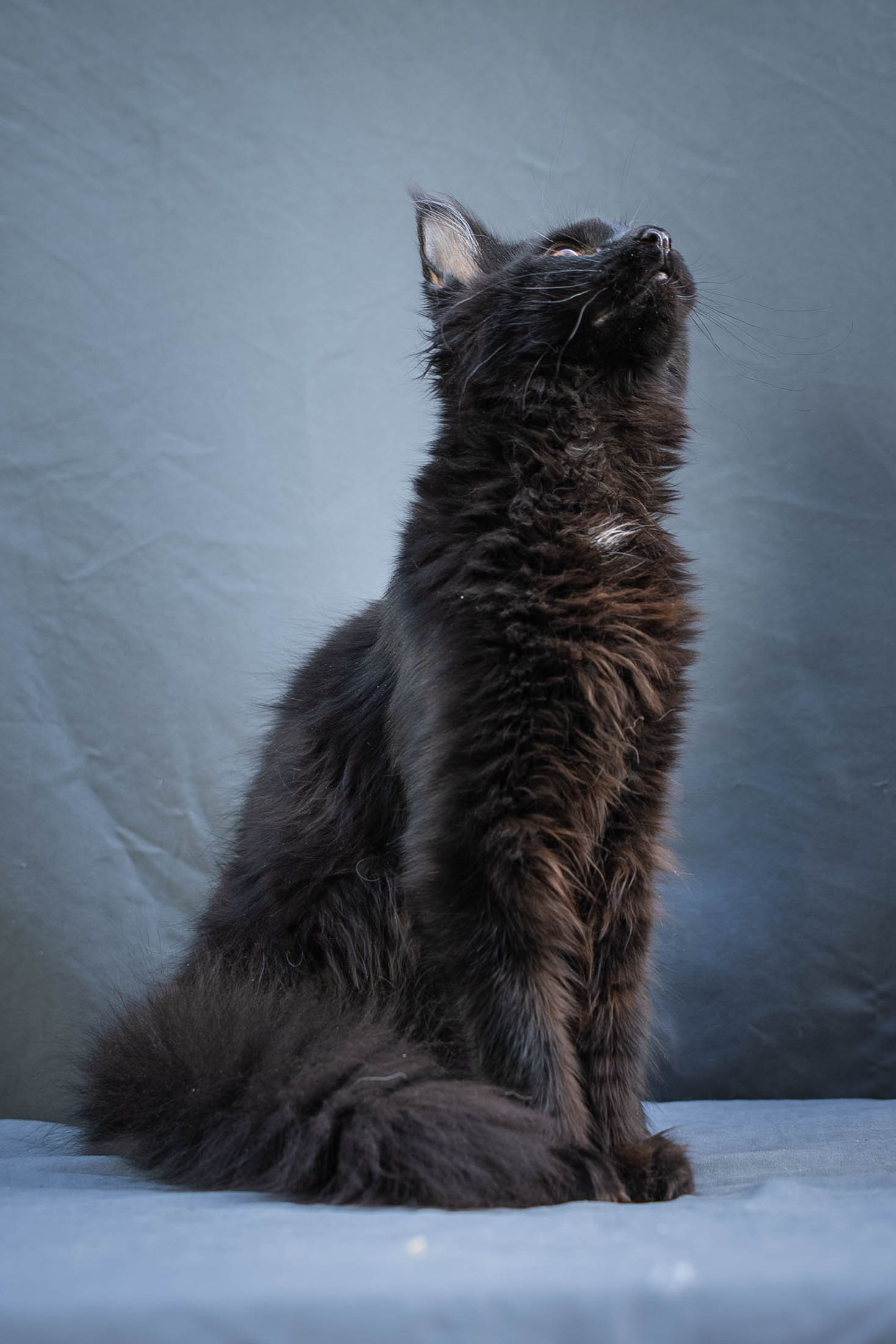 Senator Trevor. Senator Cat — Maine Coon cattery