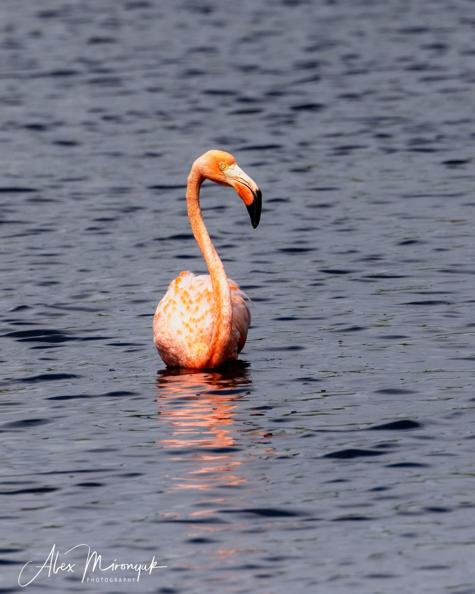 Galapagos Islands Adventure. Alex Mironyuk Photography