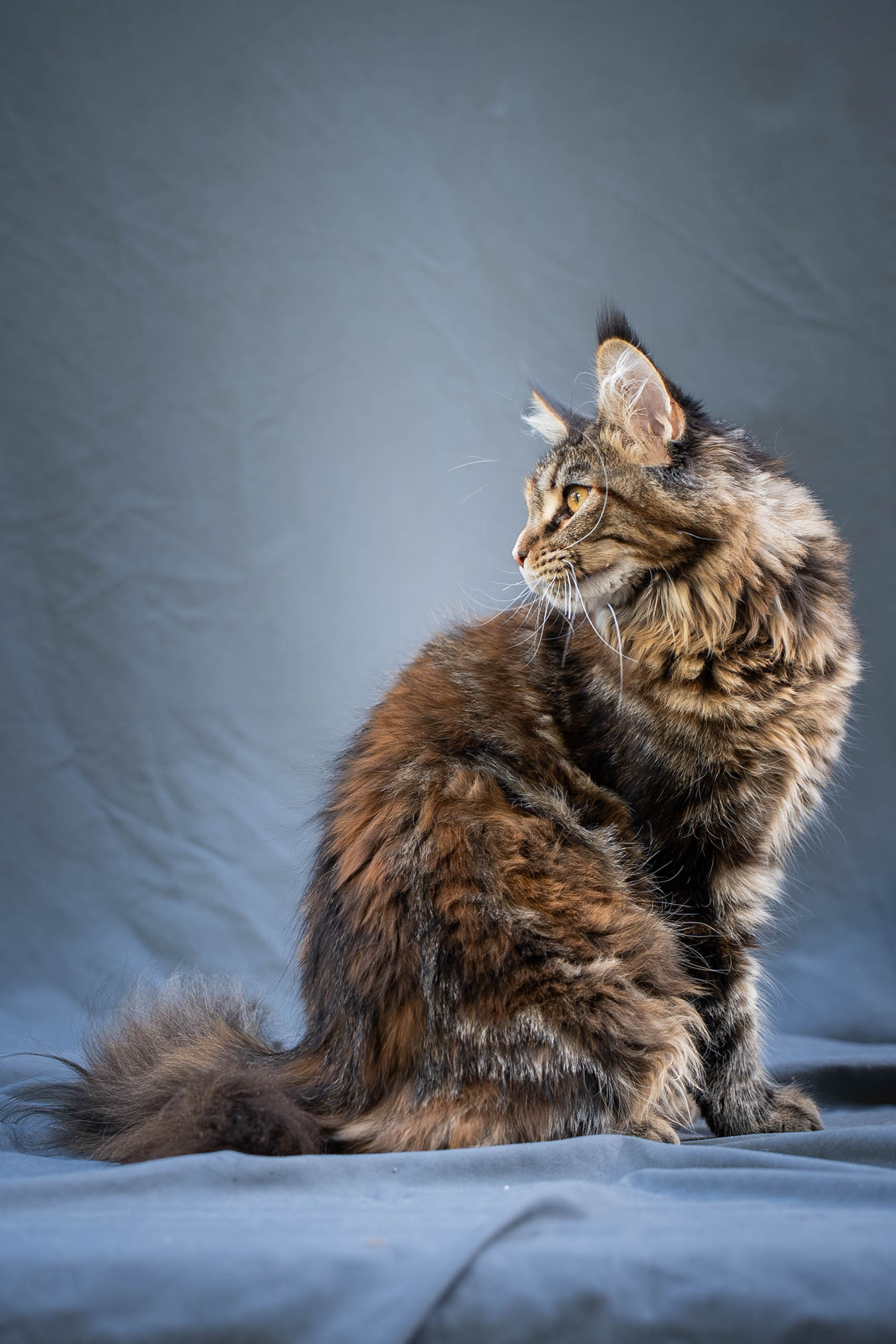 Senator Rosie. Senator Cat — Maine Coon cattery
