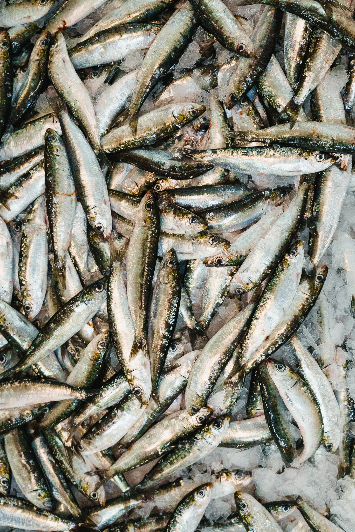 Fotografia macro e de detalhe de sardinhas frescas alinhadas numa fábrica de conservas, captada no norte de Portugal pela Khave Media