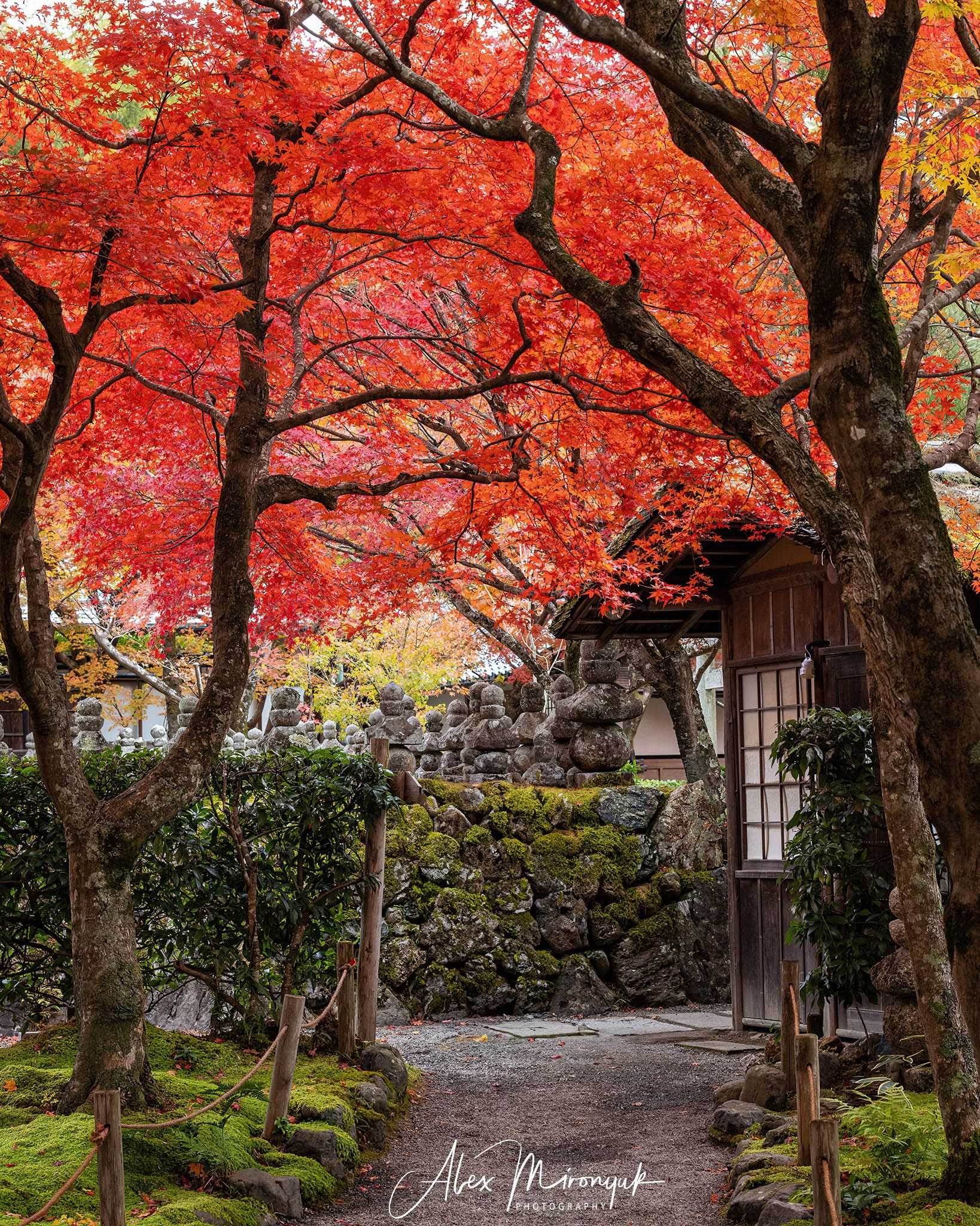 Autumn Colors of Japan. Pet, Senior, Landscape, portrait studio, photographer in Miami and Sou