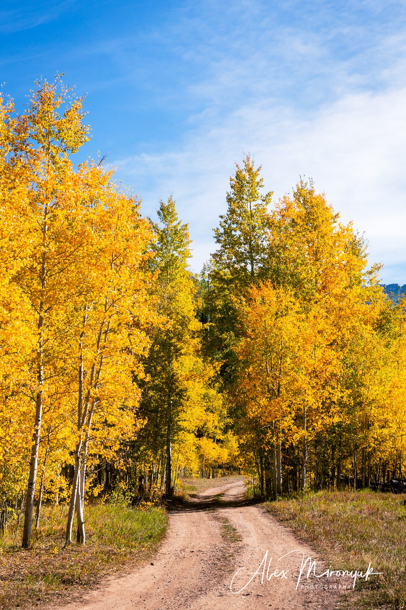 Fall Colors Of Colorado. Pet, Senior, Landscape, portrait studio, photographer in Miami and Sou