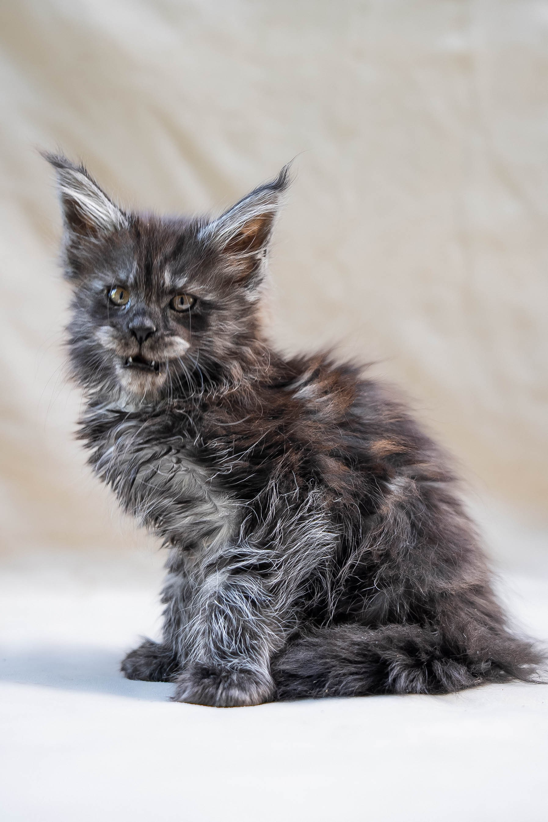 Senator Oreon. Senator Cat — Maine Coon cattery