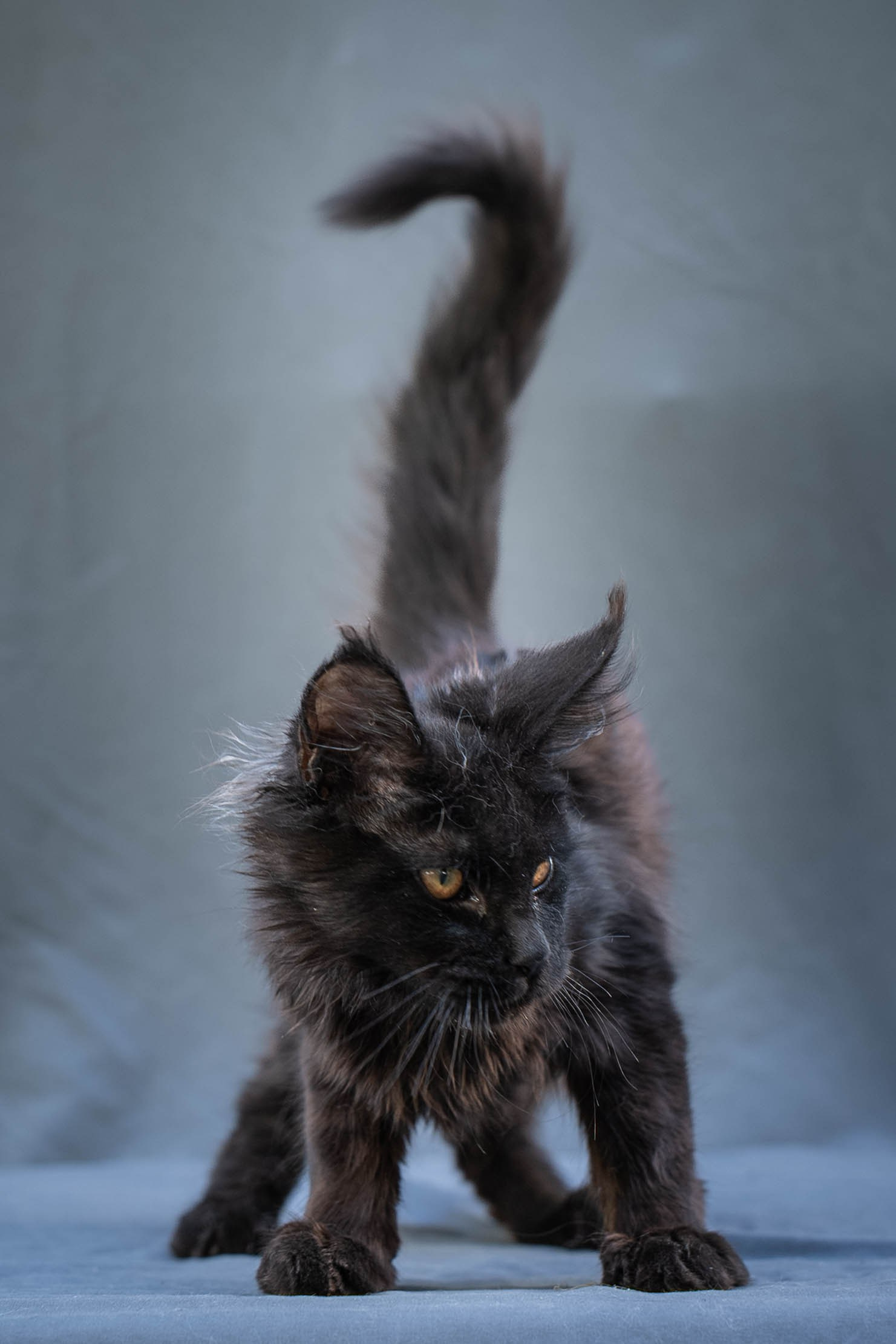 Senator Vince. Senator Cat — Maine Coon cattery