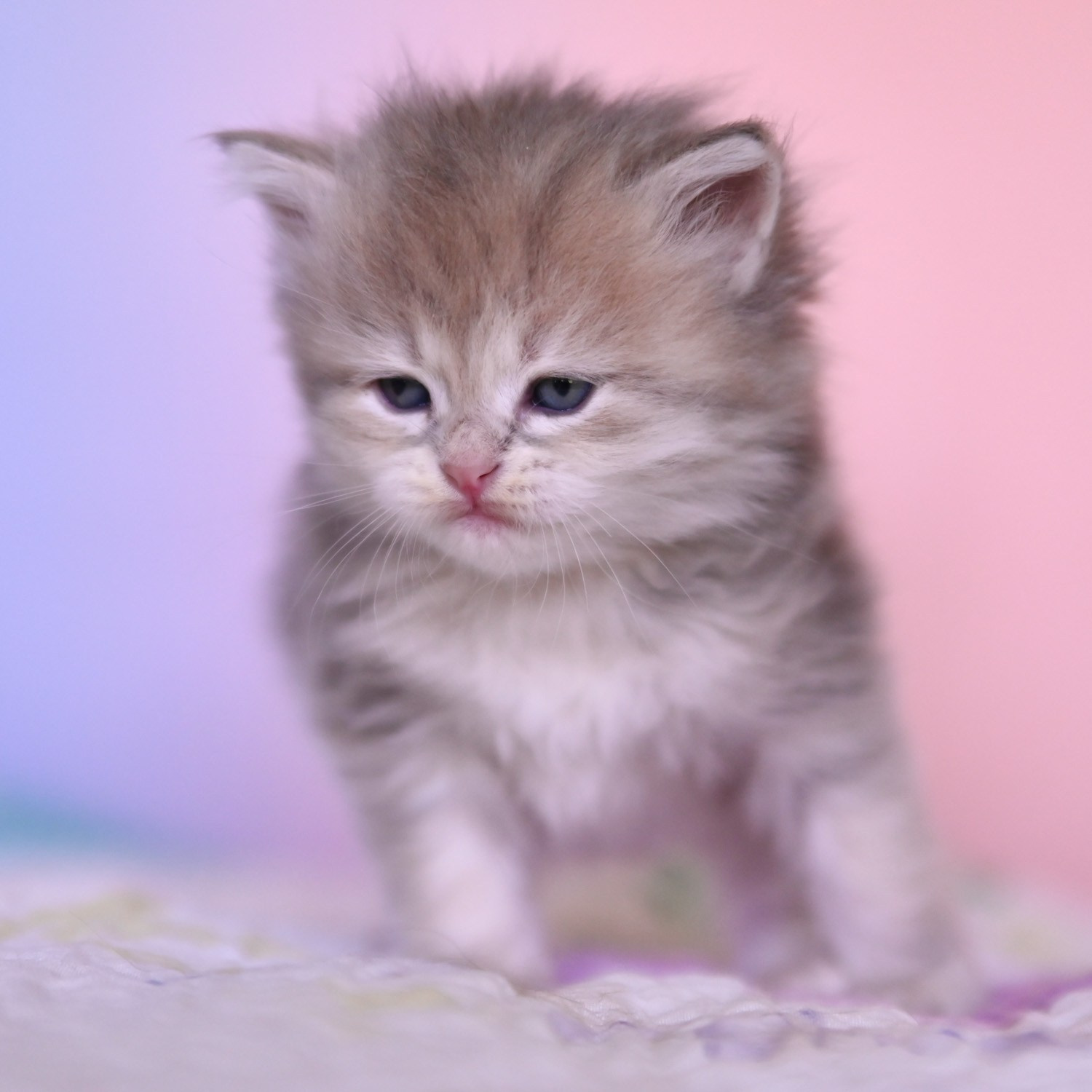 blue Corin gold Siberian female kitten sitting up against pink and purple background