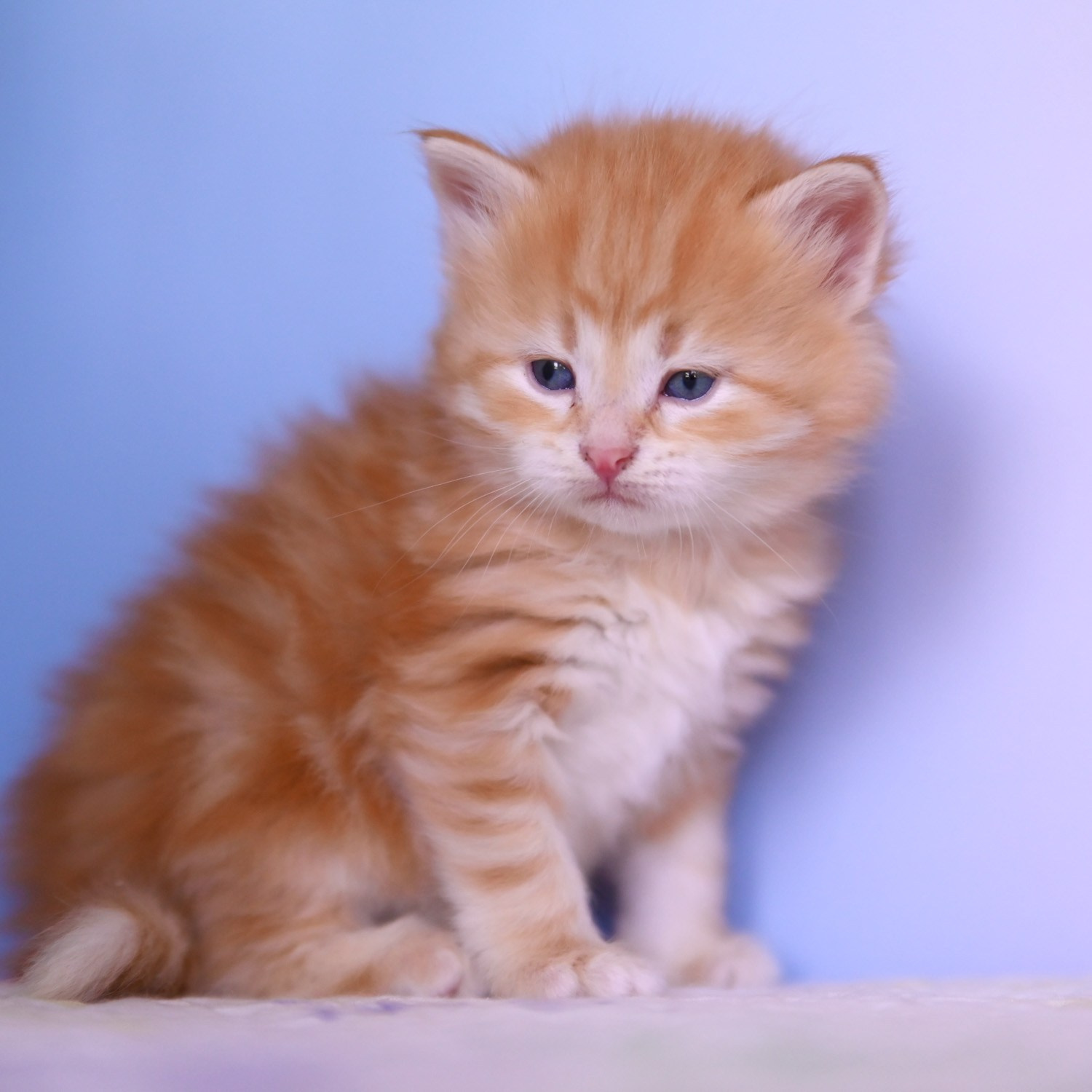 red golden tabby Siberian kitten sitting up against blue background