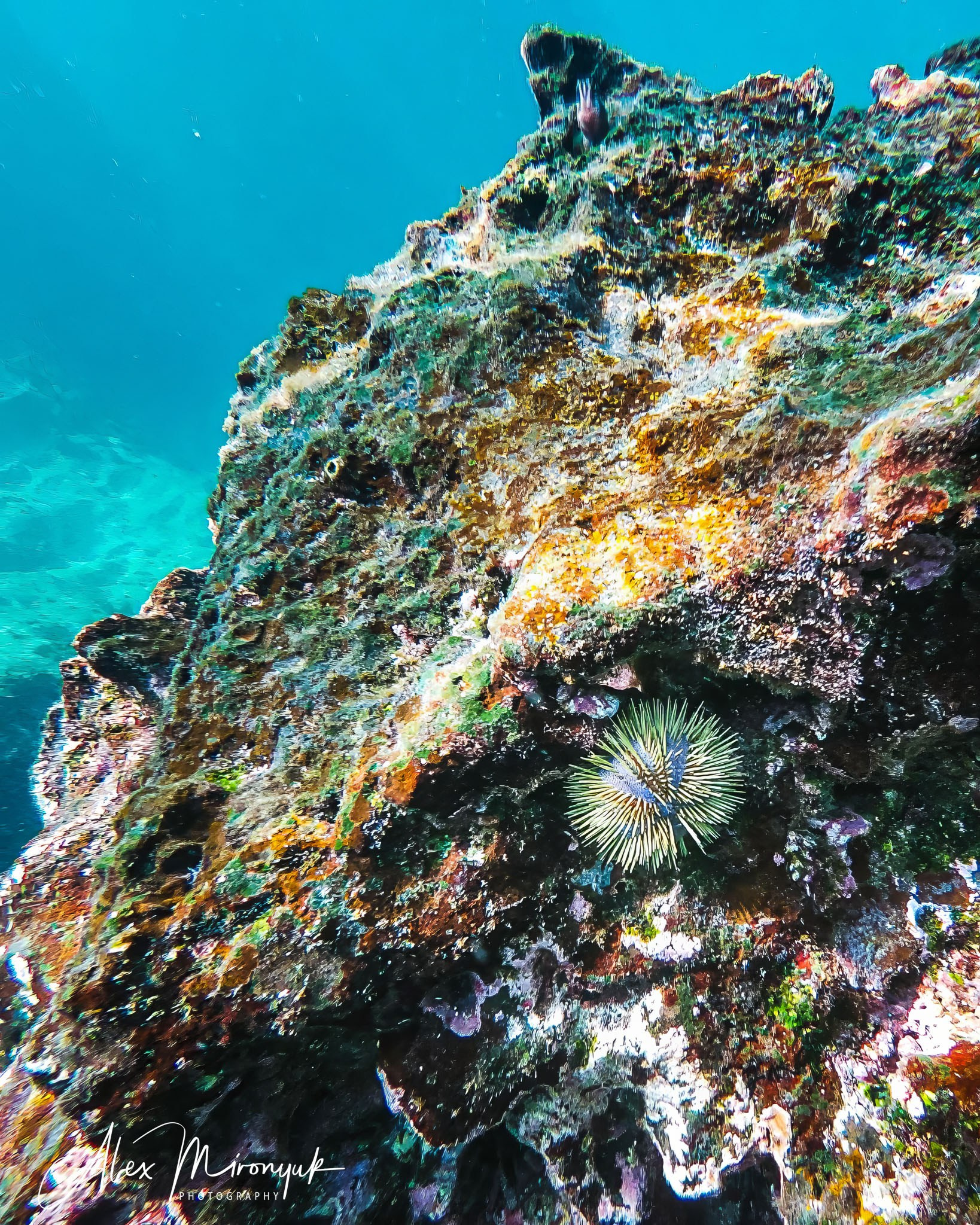Galapagos Islands Adventure. Alex Mironyuk Photography